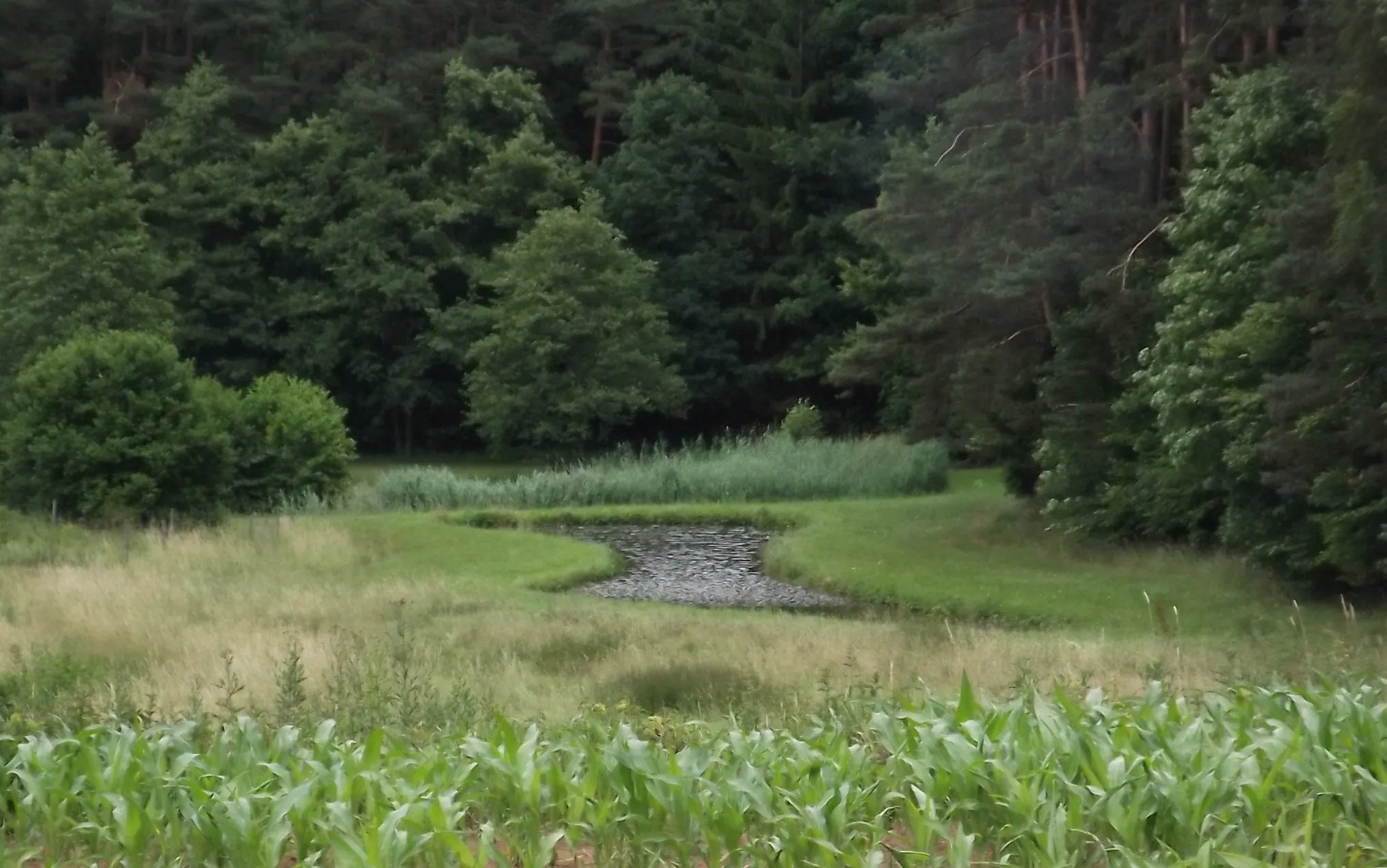 Photo showing: Weiher vor dunklem Wald