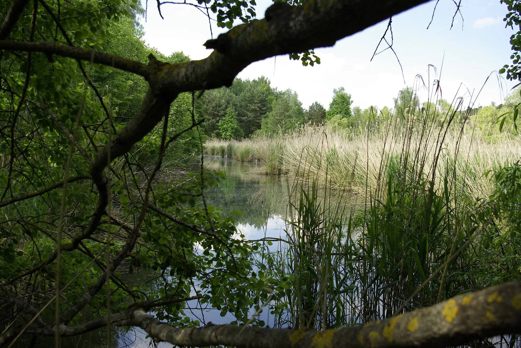 Photo showing: Einer der dem Großen Bischofsweiher (Dechsendorfer Weiher) vorgelagerten Weiher im Norden des Erlanger Stadtteils Dechsendorf.