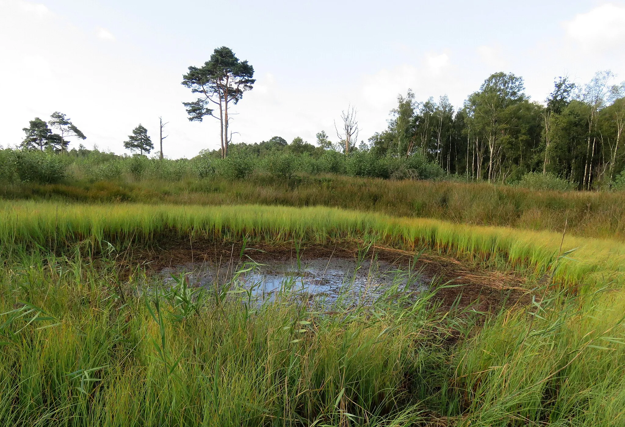 Photo showing: Wooldse veen on the Dutch border south of Winterswijk