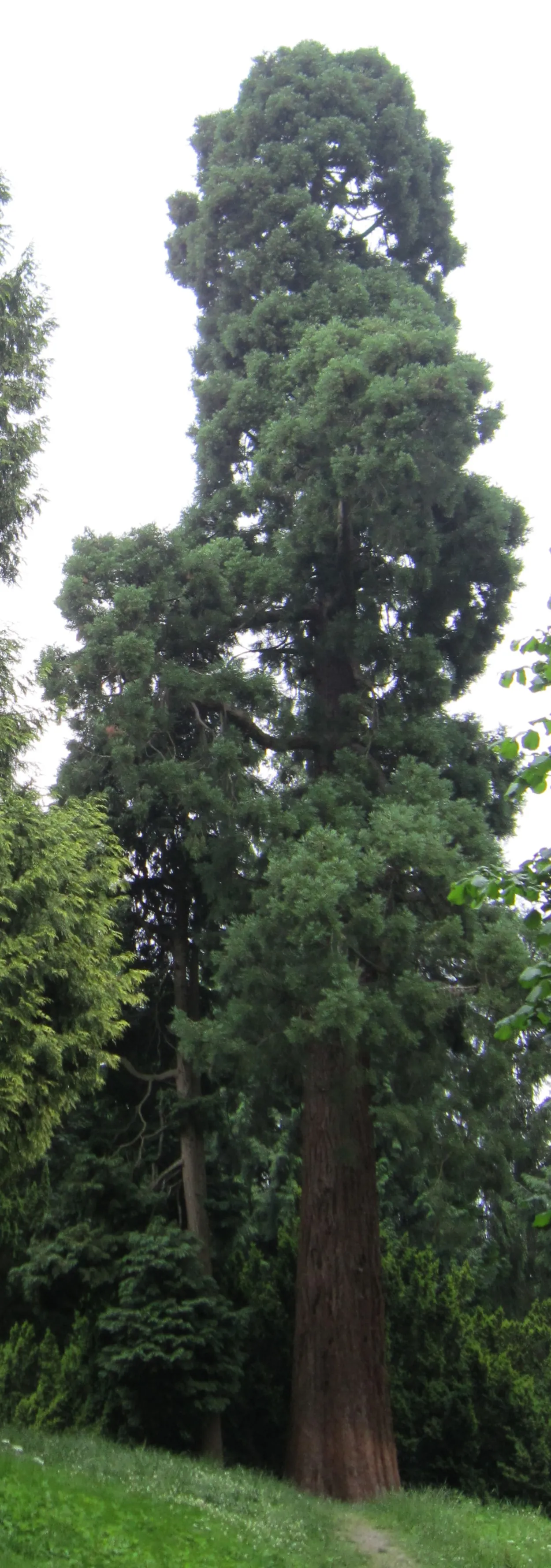 Photo showing: 33 Meter hoher Mammutbaum im Arboretum Piesberg in Lechtingen (Gemeinde Wallenhorst bei Osnabrück)