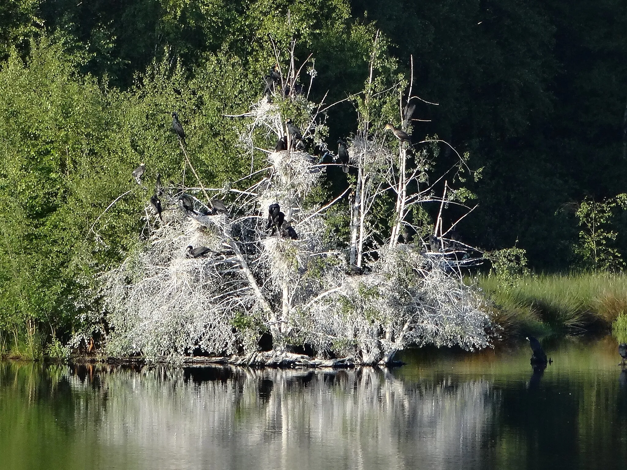 Photo showing: Das Zwillbrocker Venn in Vreden im Mai 2014; Nistbaum von Kormoranen.