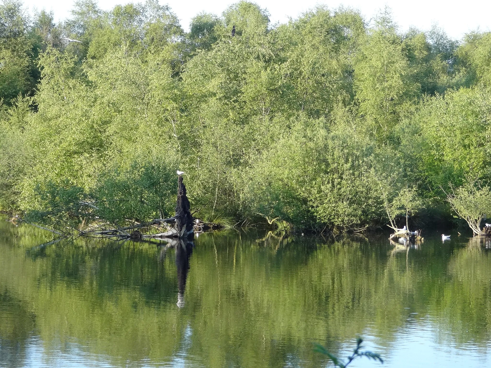 Photo showing: Das Zwillbrocker Venn in Vreden im Mai 2014.