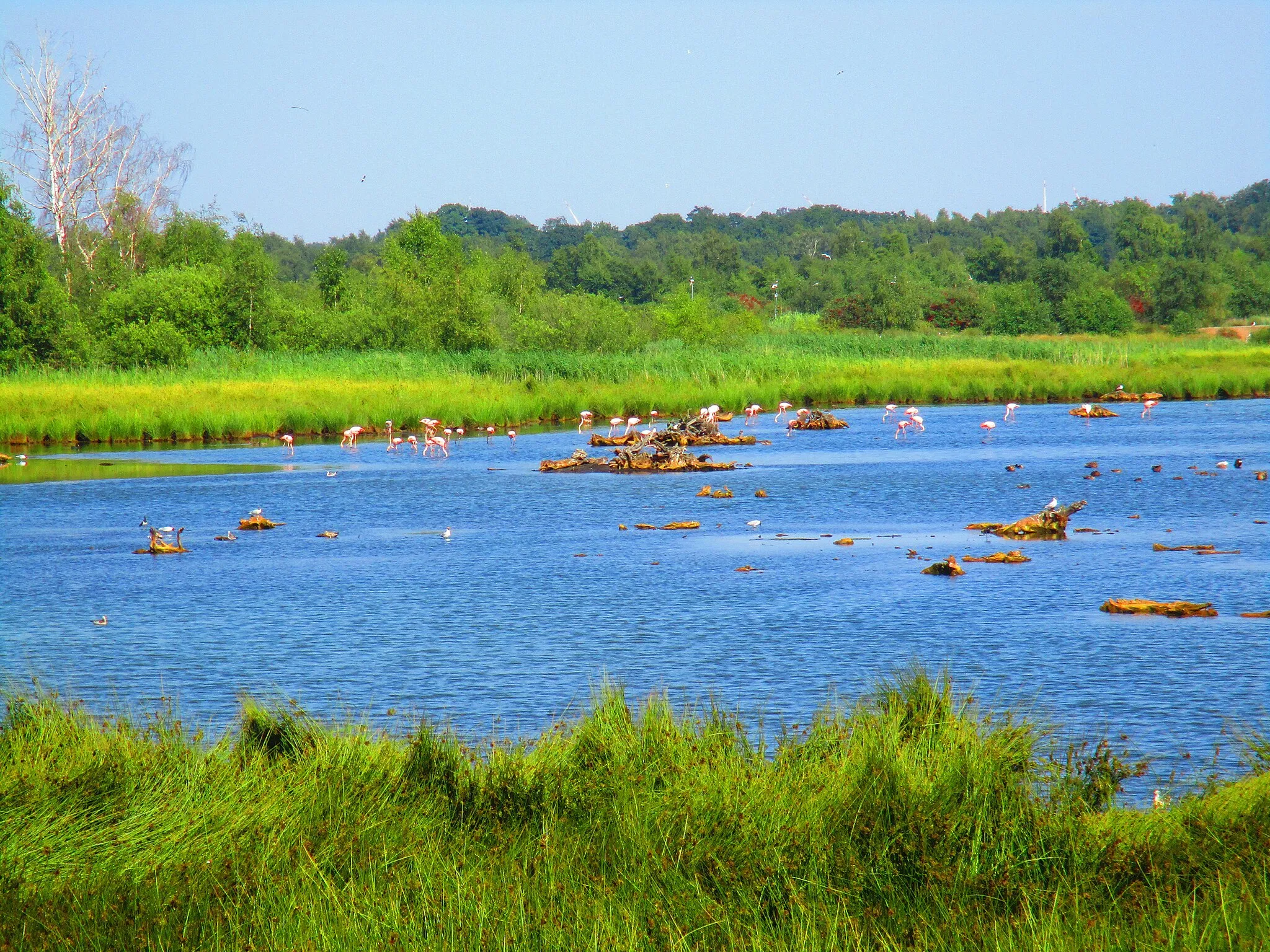 Photo showing: Zwillbrock: flamingoplas vanuit de vogelkijkhut