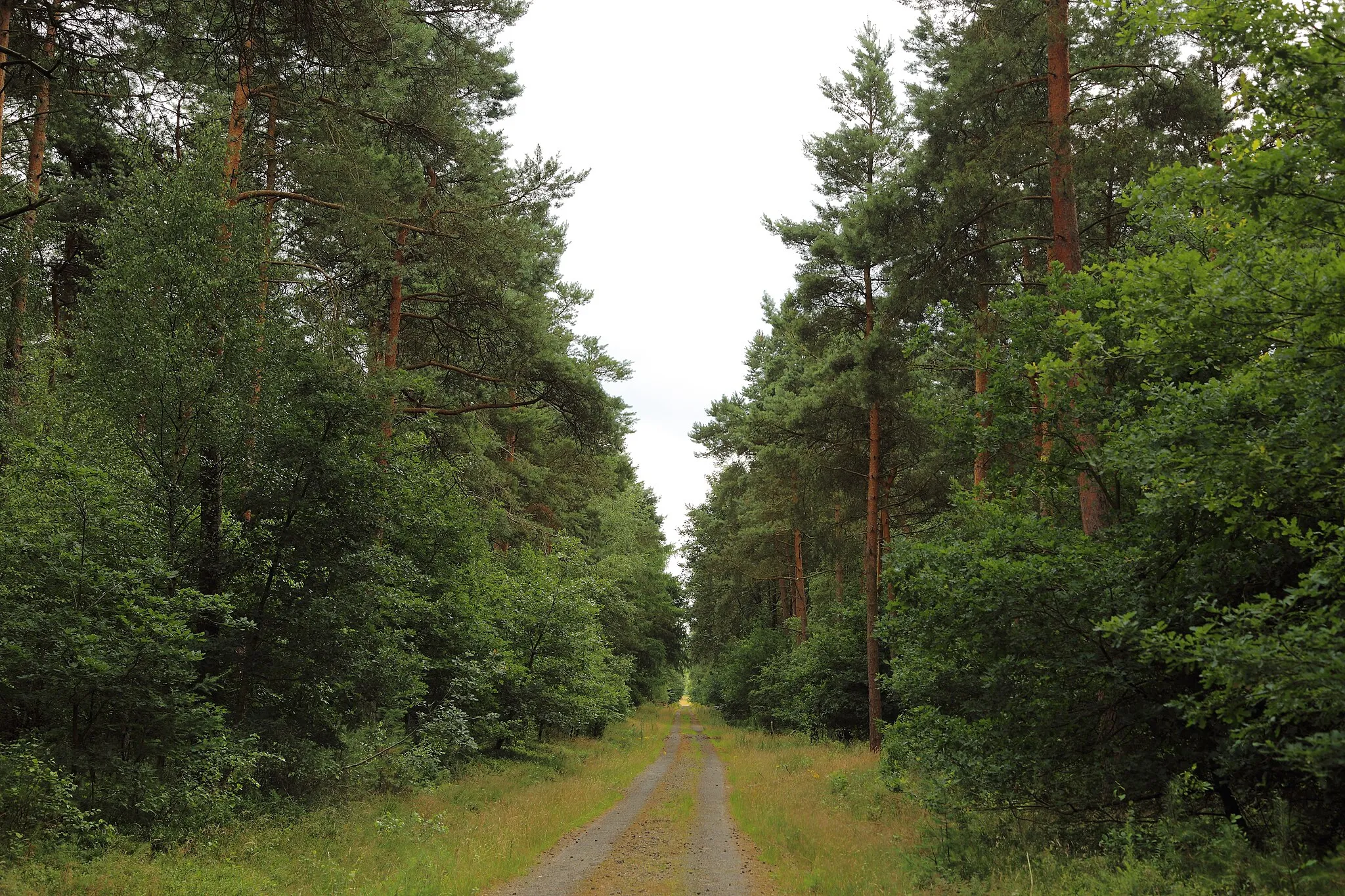 Photo showing: Forest road in Baccum Forest (Baccumer Wald) near Baccum, a city district of Lingen (Ems), Landkreis Emsland, Lower Saxony, Germany.