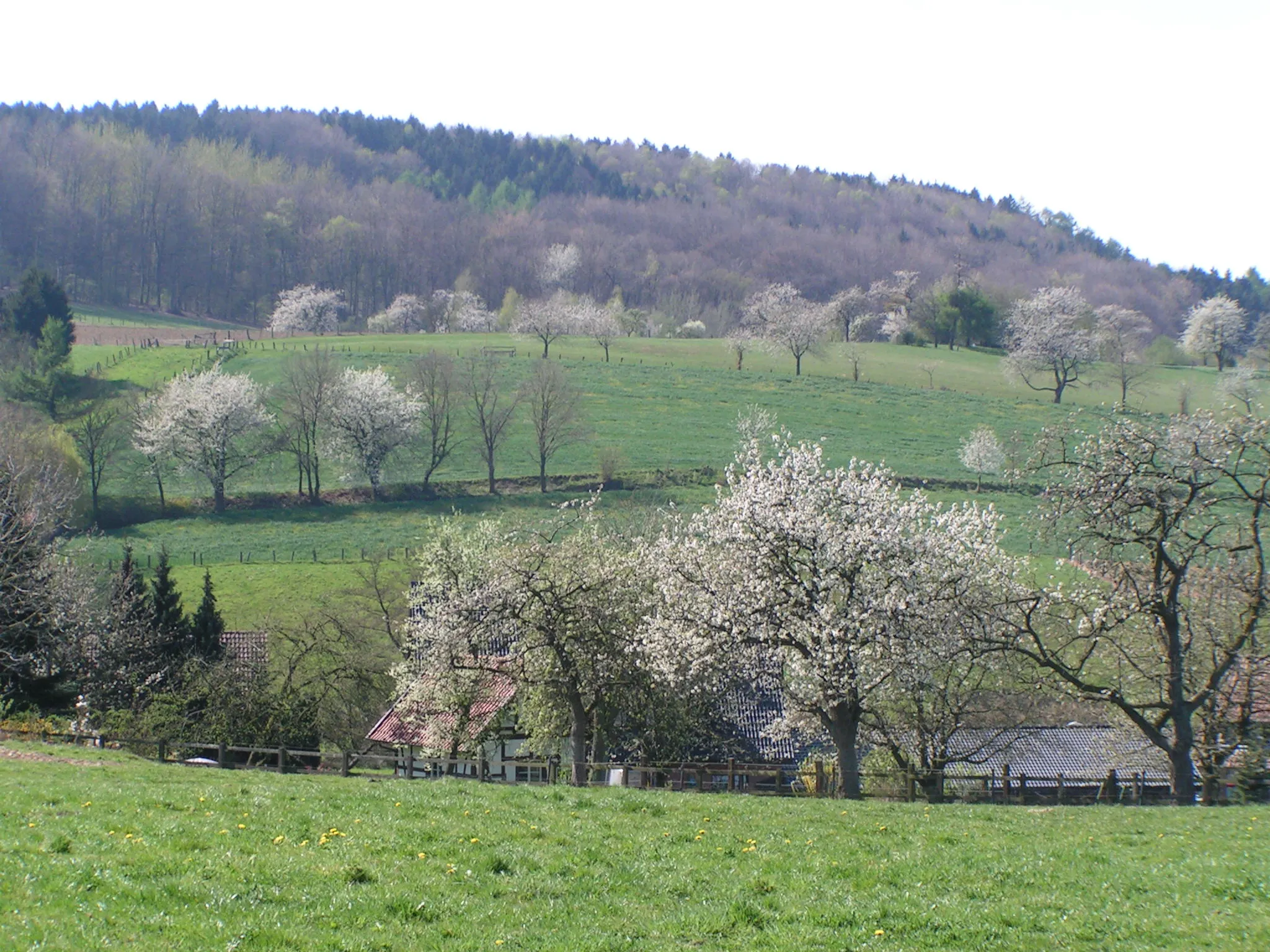 Photo showing: Kirschblüte im Forellental in Hagen am Teutoburger Wald