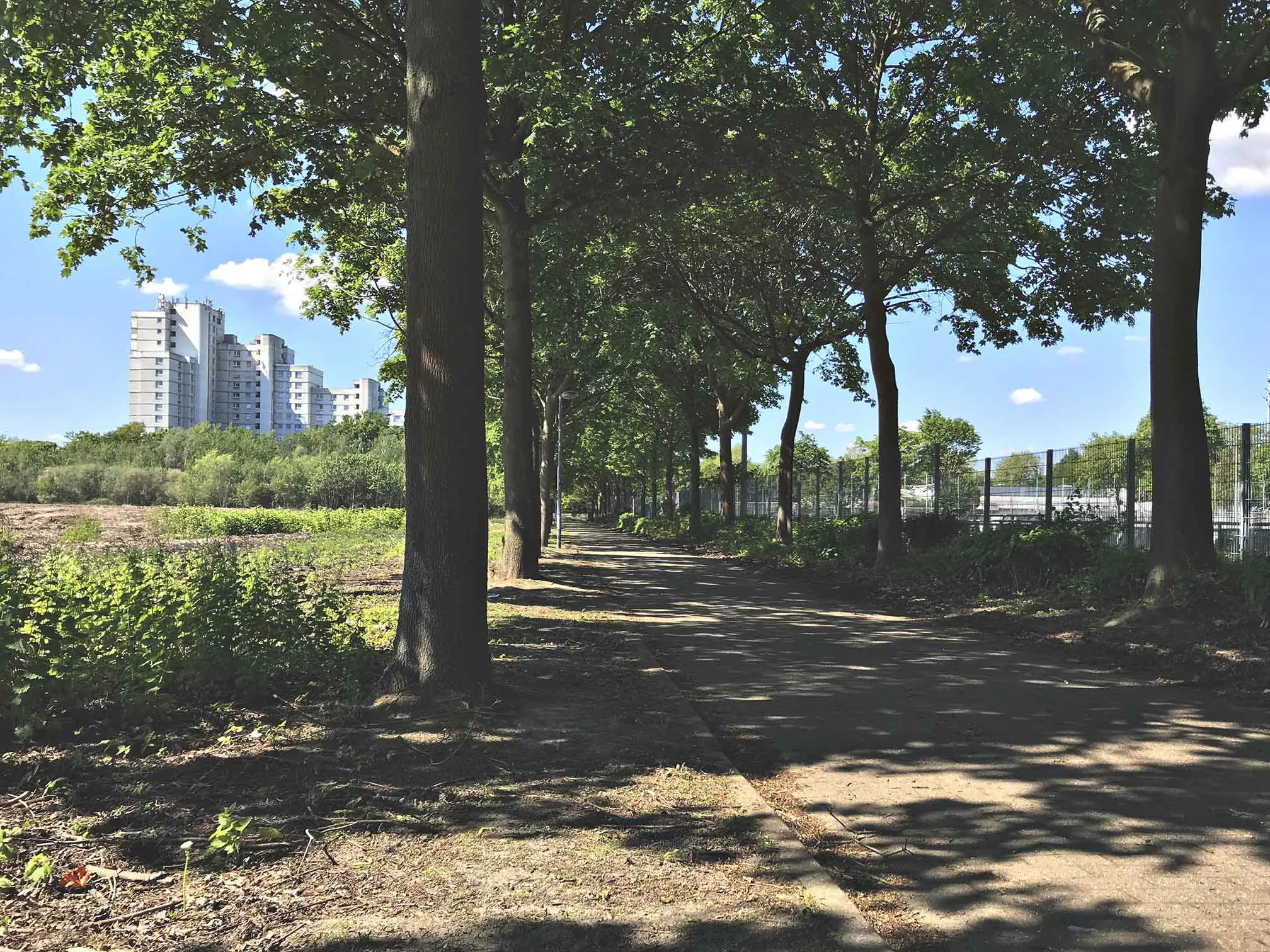 Photo showing: Allee von der Hammerstrasse nach Berg Fidel. Im Hintergrund der sogenannte "Weisse Riese"