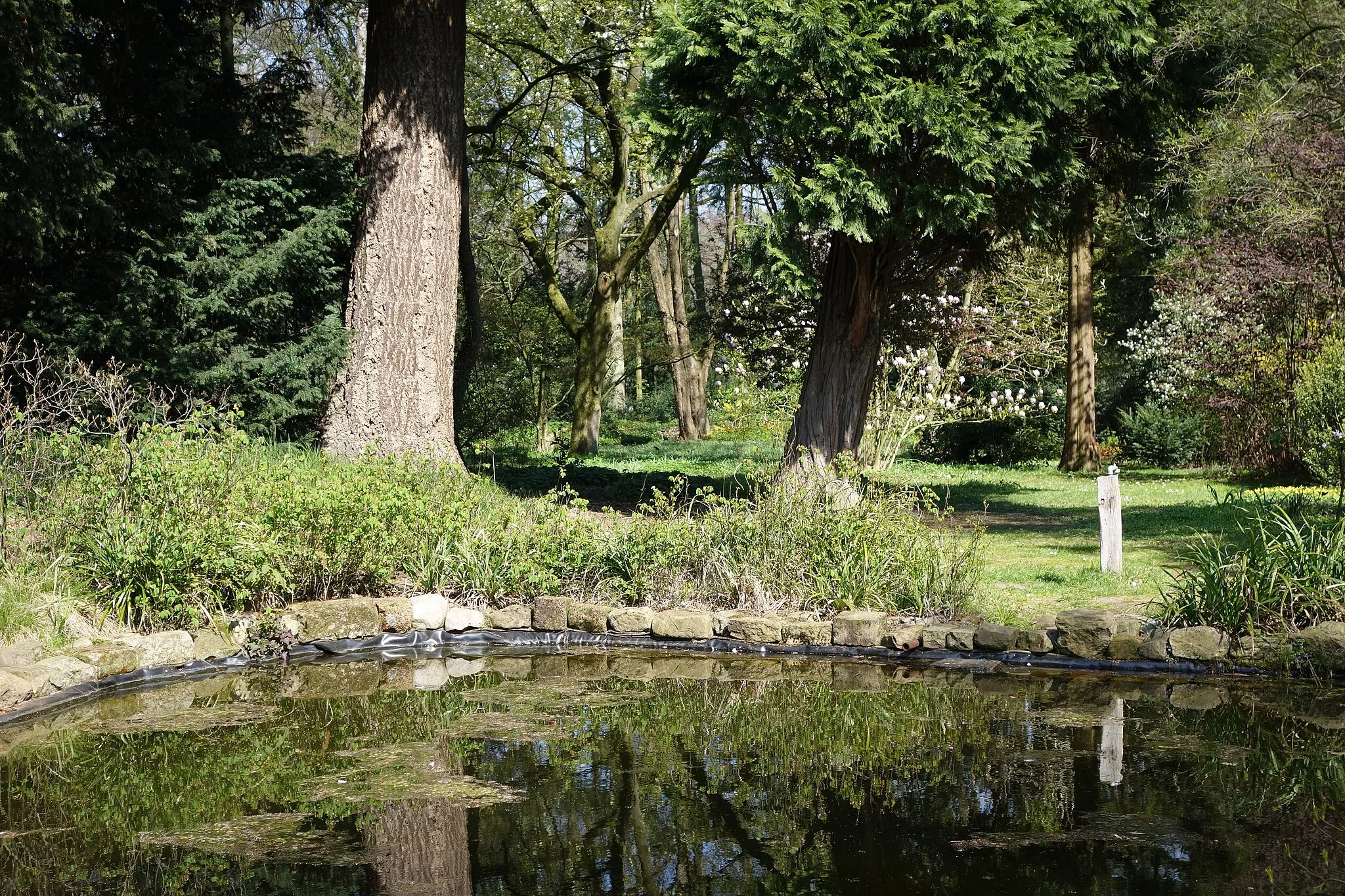 Photo showing: Botanischer Garten Loismann, Frühlingsaspekt