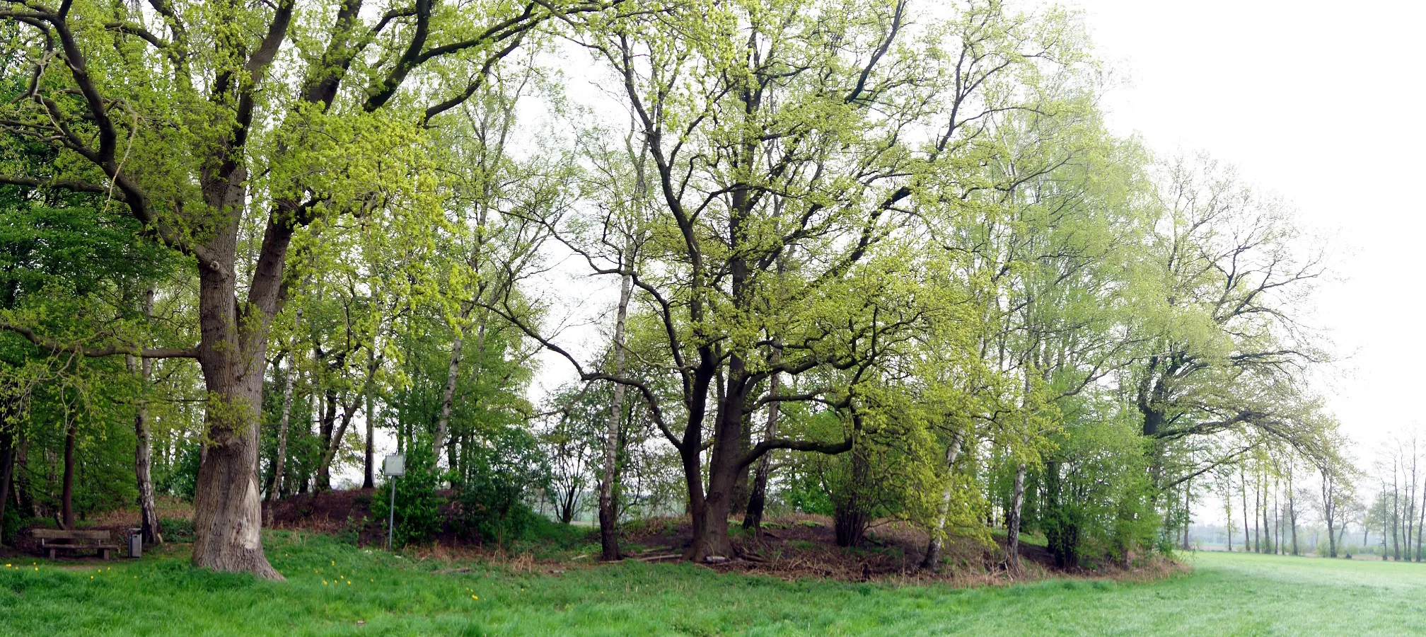 Photo showing: Die Jansburg im Letter Bruch bei Coesfeld ist eine verfallene Ringwallburg der Chamaver aus dem ausgehenden 1. Jahrhundert nach Christus. Zwischen den Wällen rechts und links kann man immer noch den einstigen Südzugang erkennen.
Aufnahmedatum: 29. April 2012

Fotograf: Günter Seggebäing, Coesfeld