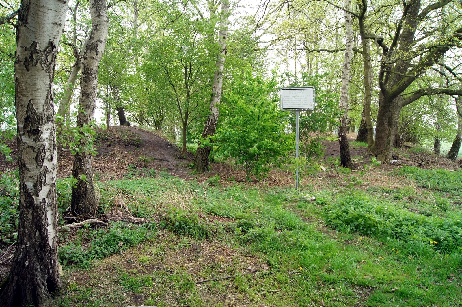 Photo showing: Die Jansburg im Letter Bruch bei Coesfeld ist eine verfallene Ringwallburg der Chamaver aus dem ausgehenden 1. Jahrhundert nach Christus. Das Bild zeigt den einstigen Zugang, den man zwischen den Wallresten noch immer erkennen kann.
Aufnahmedatum: 29. April 2012

Fotograf: Günter Seggebäing, Coesfeld