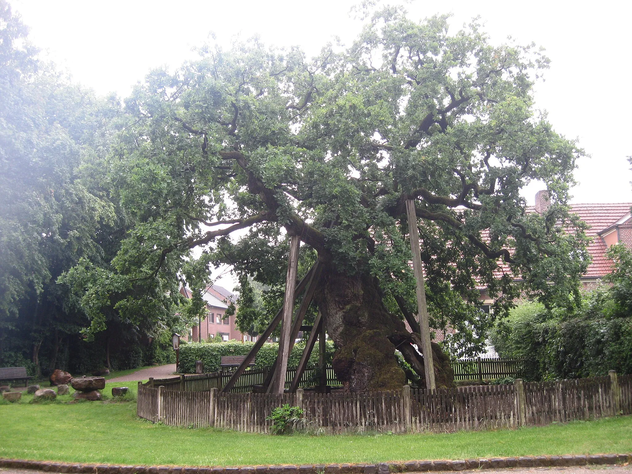 Photo showing: Oak of Justice in Erle, county of Lembeck