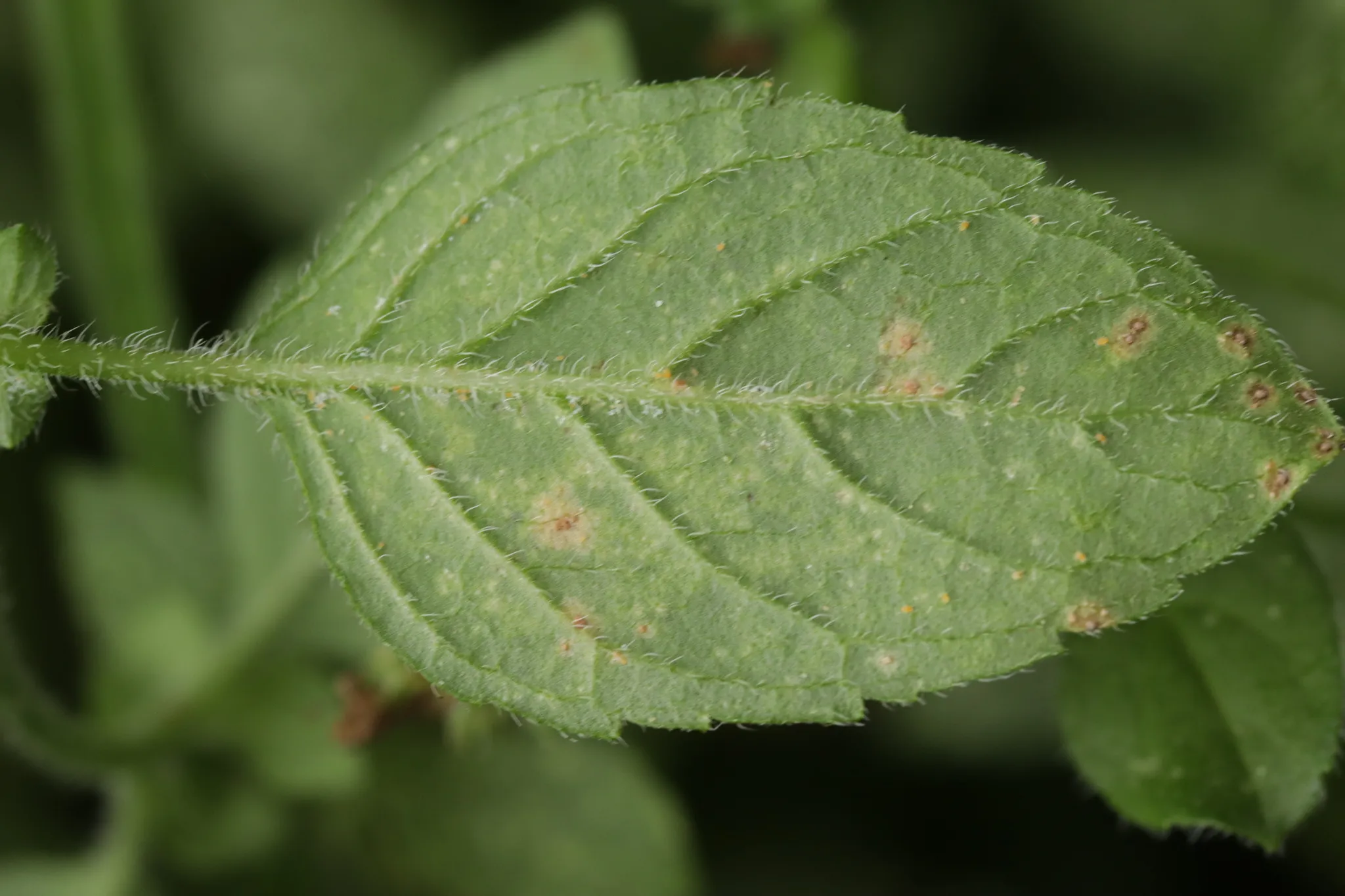 Photo showing: mint rust (Puccinia menthae)