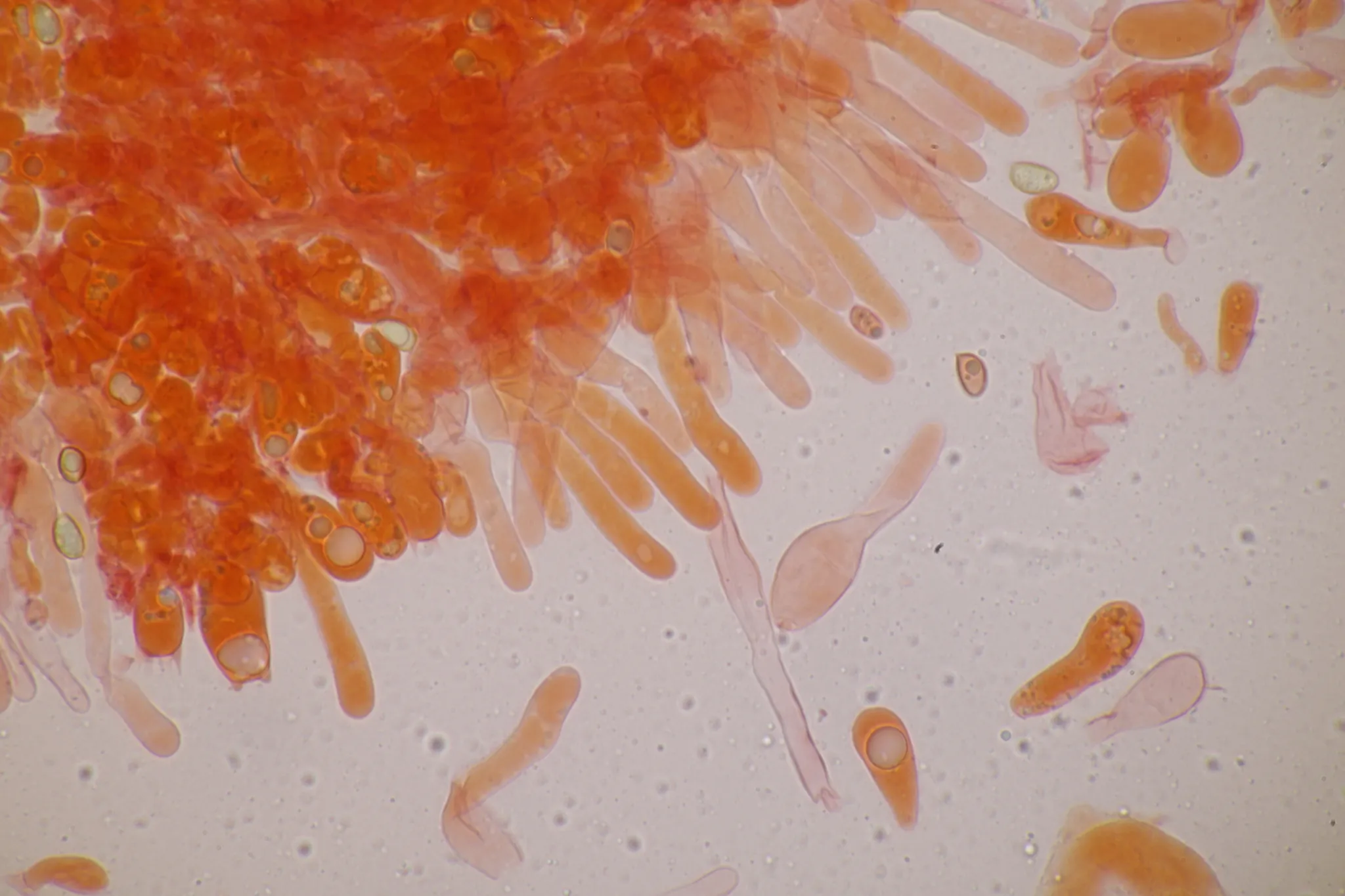 Photo showing: Veiled Poisonpie (Hebeloma mesophaeum)