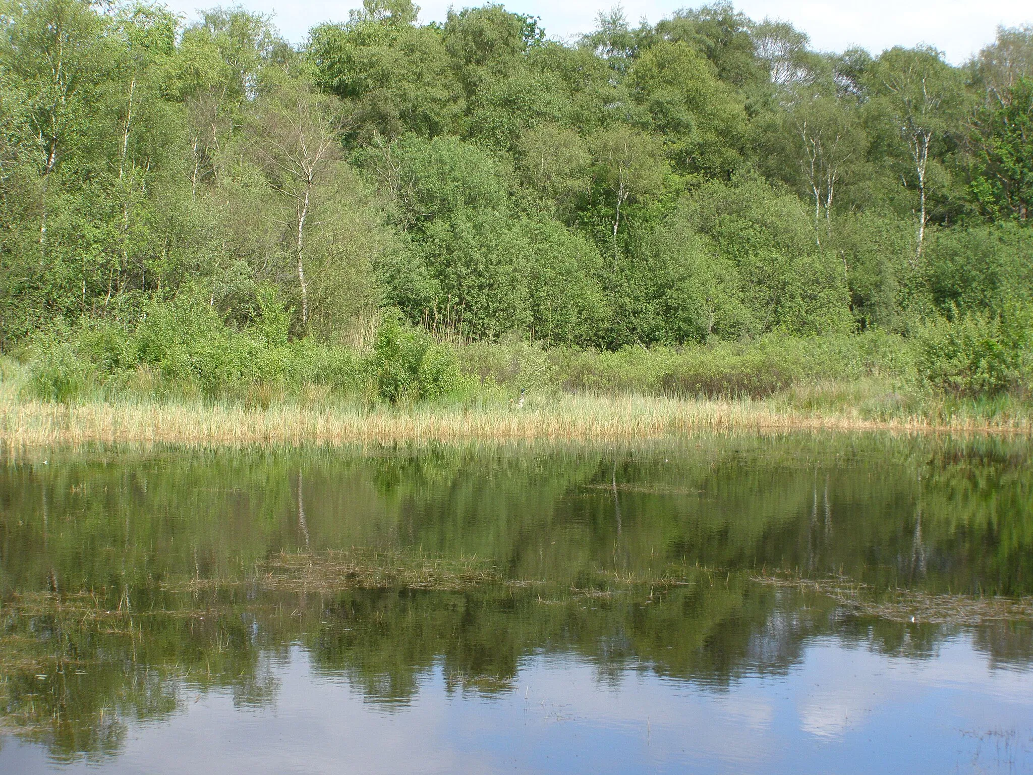 Photo showing: Ven in het Boddenbroek