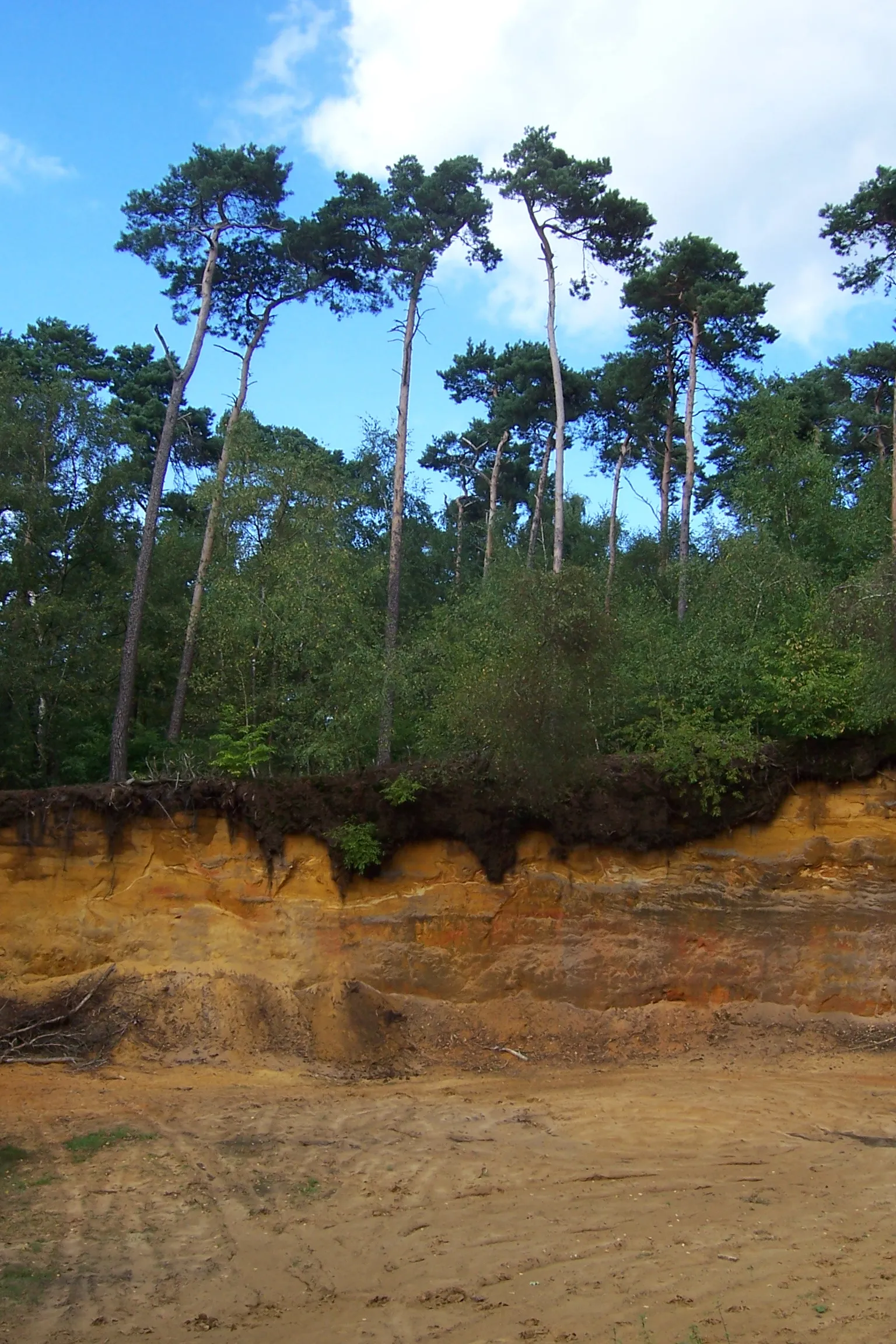 Photo showing: Sandabbruch am Hünsberg Coesfelder Heide; Coesfeld NRW Germany.