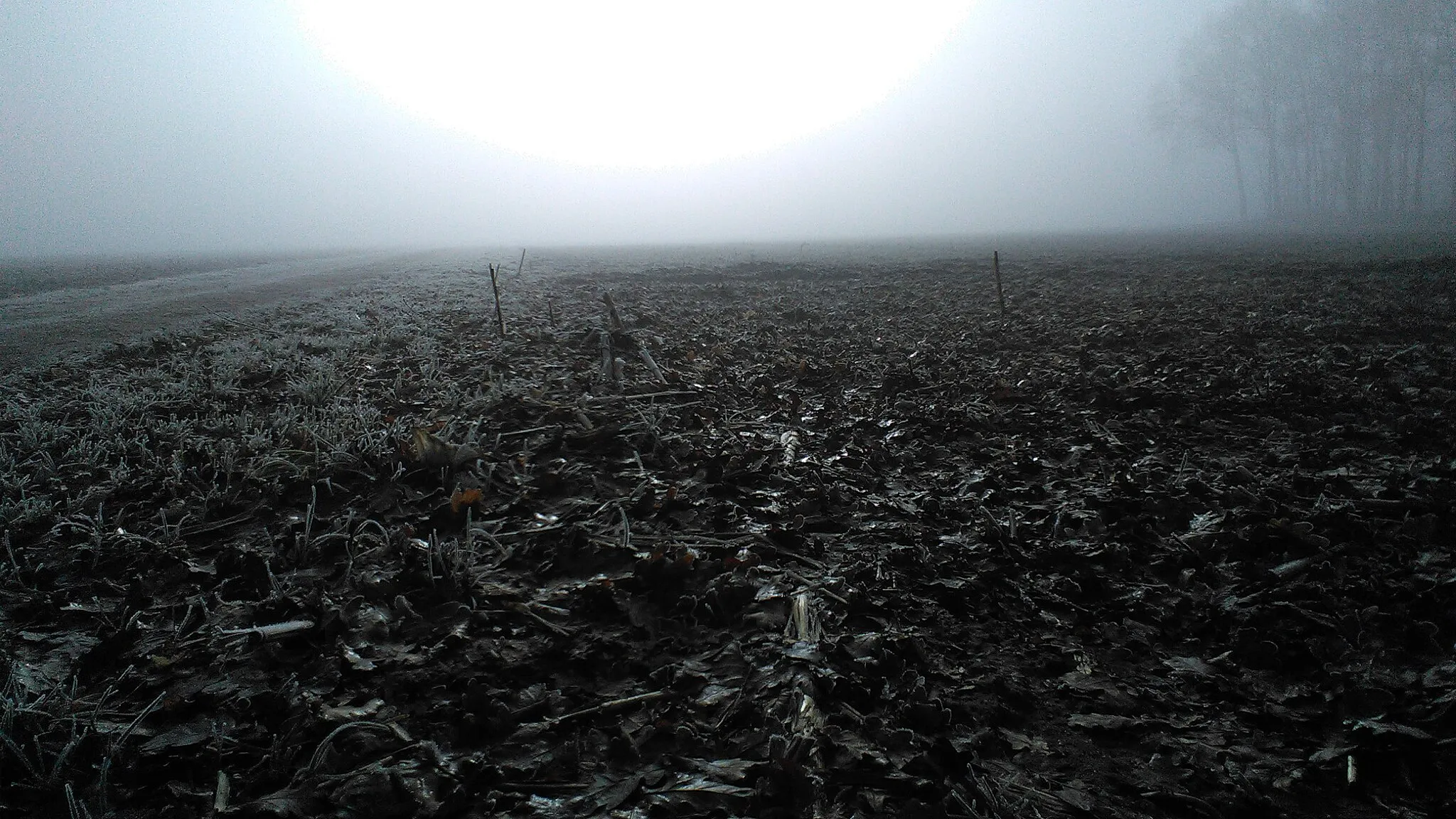 Photo showing: Field with sun behind the fog