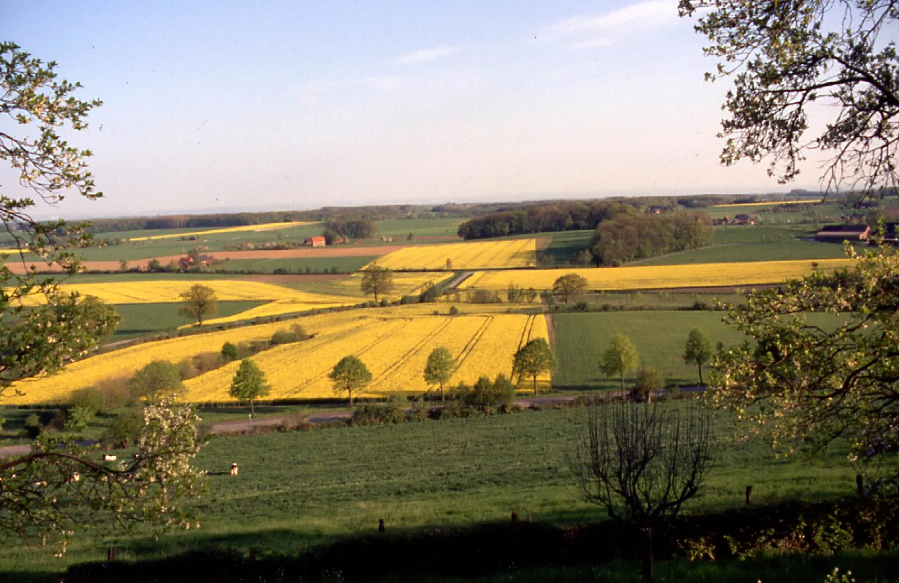 Photo showing: Das Rapskreuz von Stromberg aus dem Jahre 2005 ist im Rahmen eines Kunstwettbewerbs im Münsterland angelegt worden.