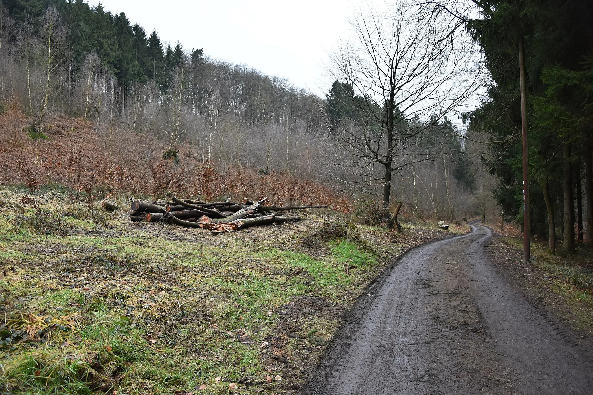 Photo showing: Durch Friederieke umgeworfene Bäume. Schon zerzägt am Leedener Berg.