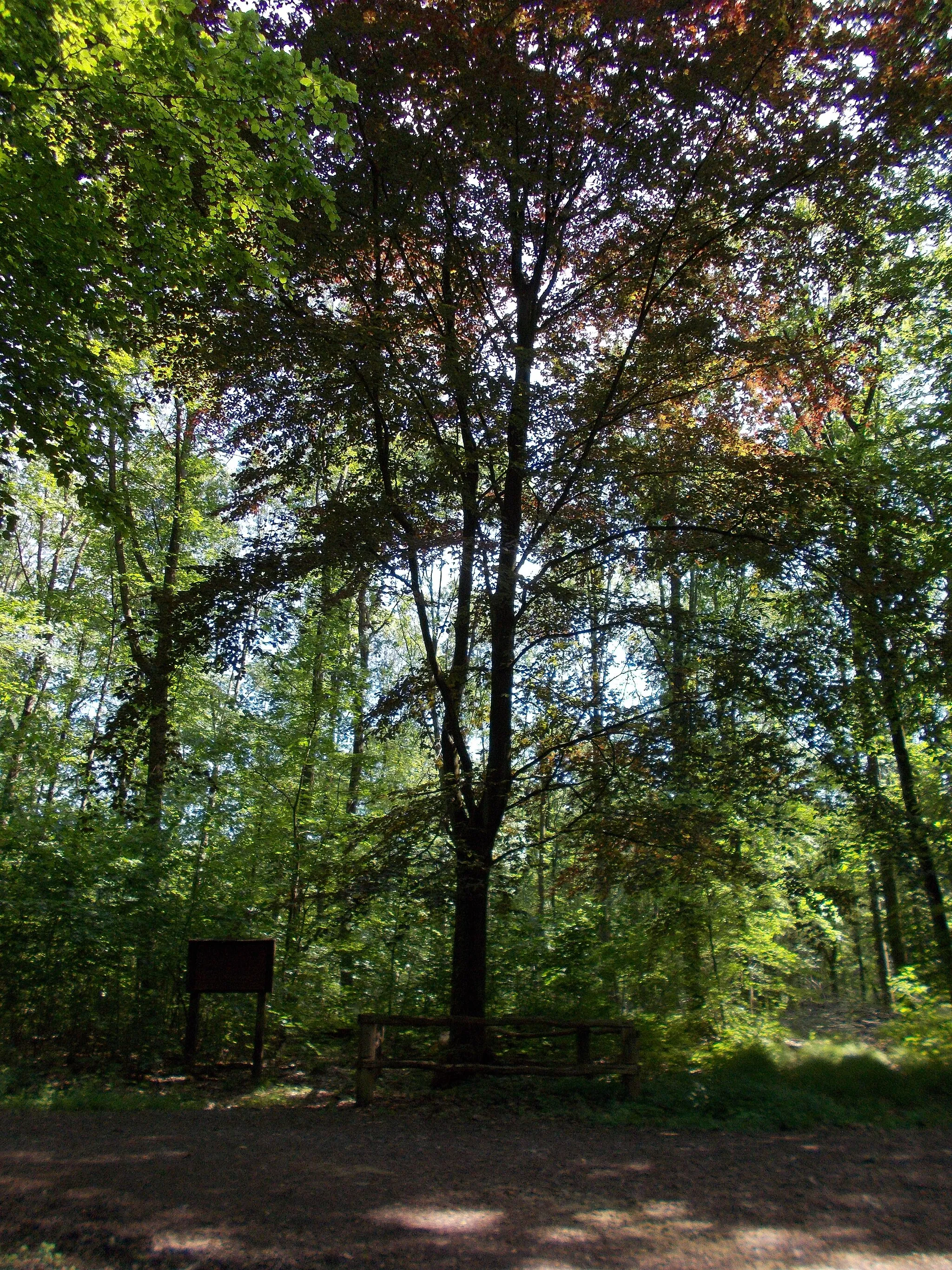 Photo showing: Der Kürbaum markiert einen alten germanischen Kultplatz mit einem Findling. Einst stand dort eine uralte mächtige Eiche, die mit einer Buche zusammengewachsen war. Unter dem Baum wurde Gericht gehalten, den Göttern geopfert und die Anführer gewählt. Der heidnische Kultplatz wurde bis ins Mittelalter hinein als Gerichtsstätte genutzt. 1937 brach der alte Kürbaum zusammen. An seiner Stelle wurde neben dem Stumpf eine junge Blutbuche gepflanzt.