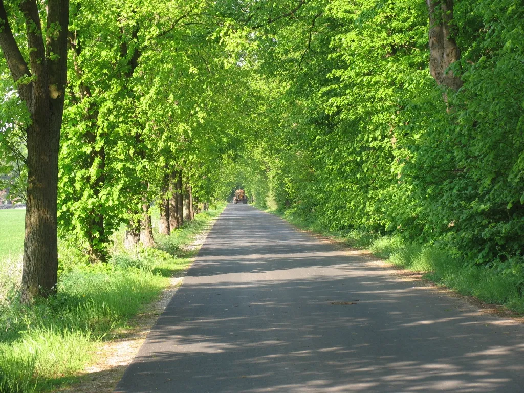 Photo showing: Allee in der Gemeinde Wettringen - Ortslage Brechte.