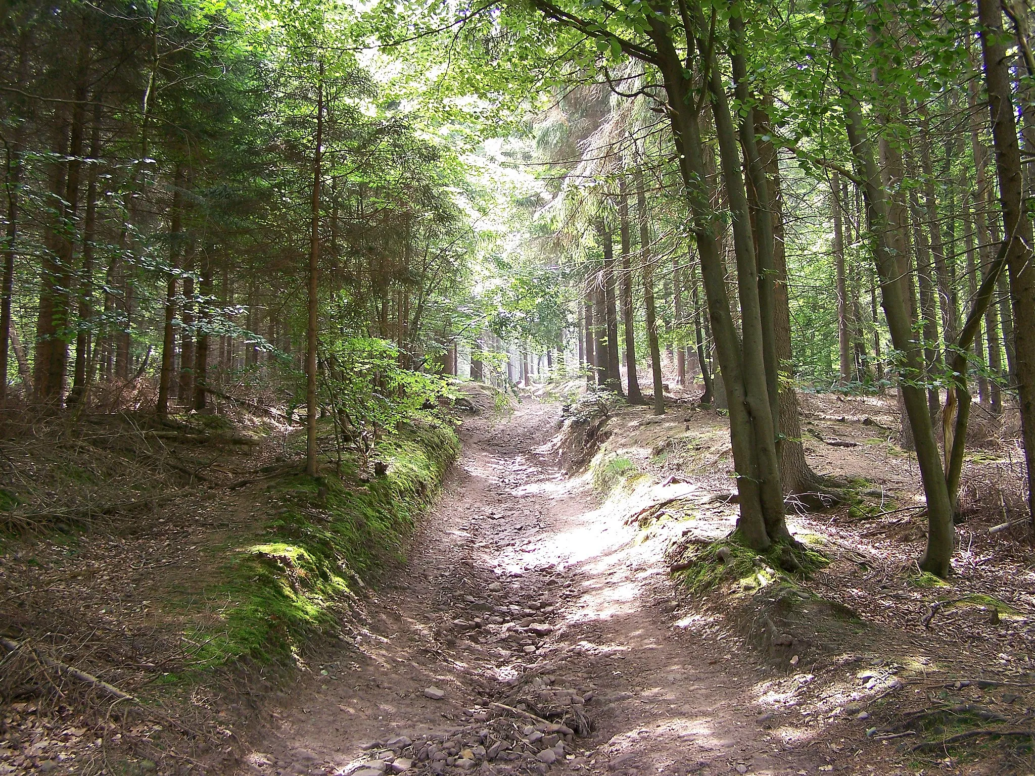 Photo showing: Ausgewaschener Weg zur Spitze des Hüggels.