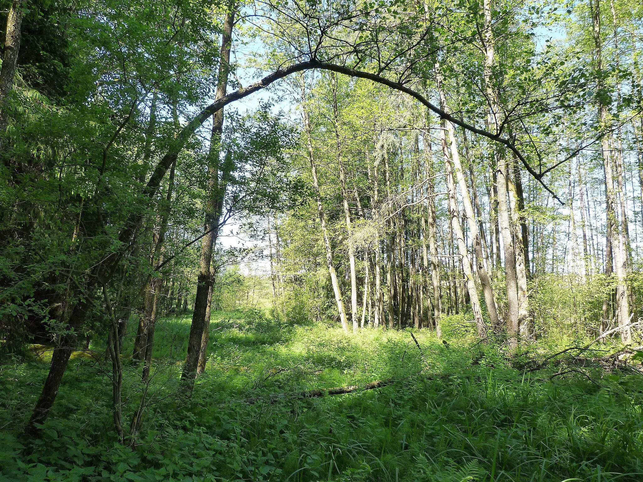 Photo showing: Niedermoorgebiet am Forchenhügel bei Außernzell.
Naturschutzgebiet im Landkreis Deggendorf.