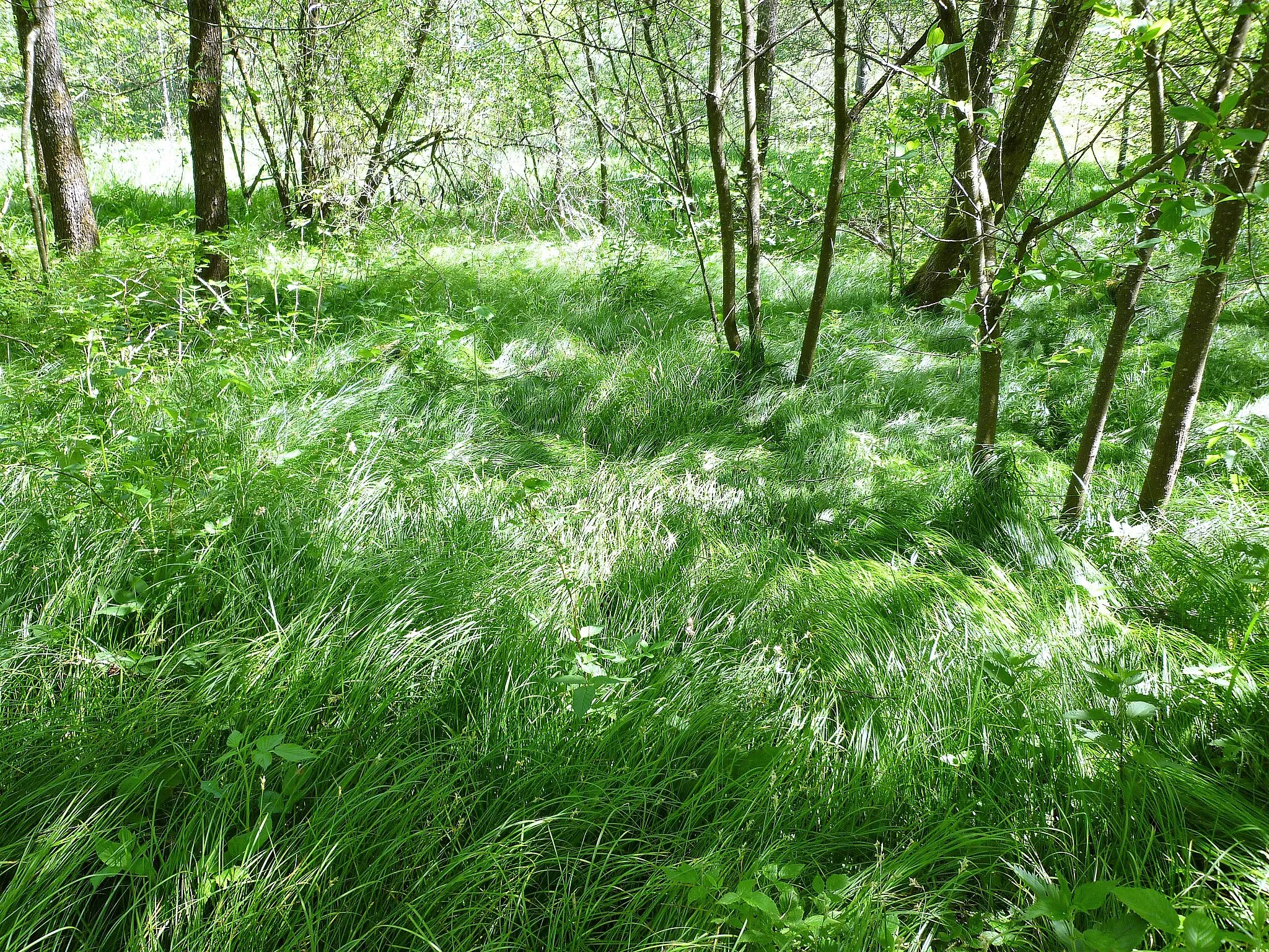 Photo showing: Niedermoor am Zugang zum Forchenhügel bei Außernzell.