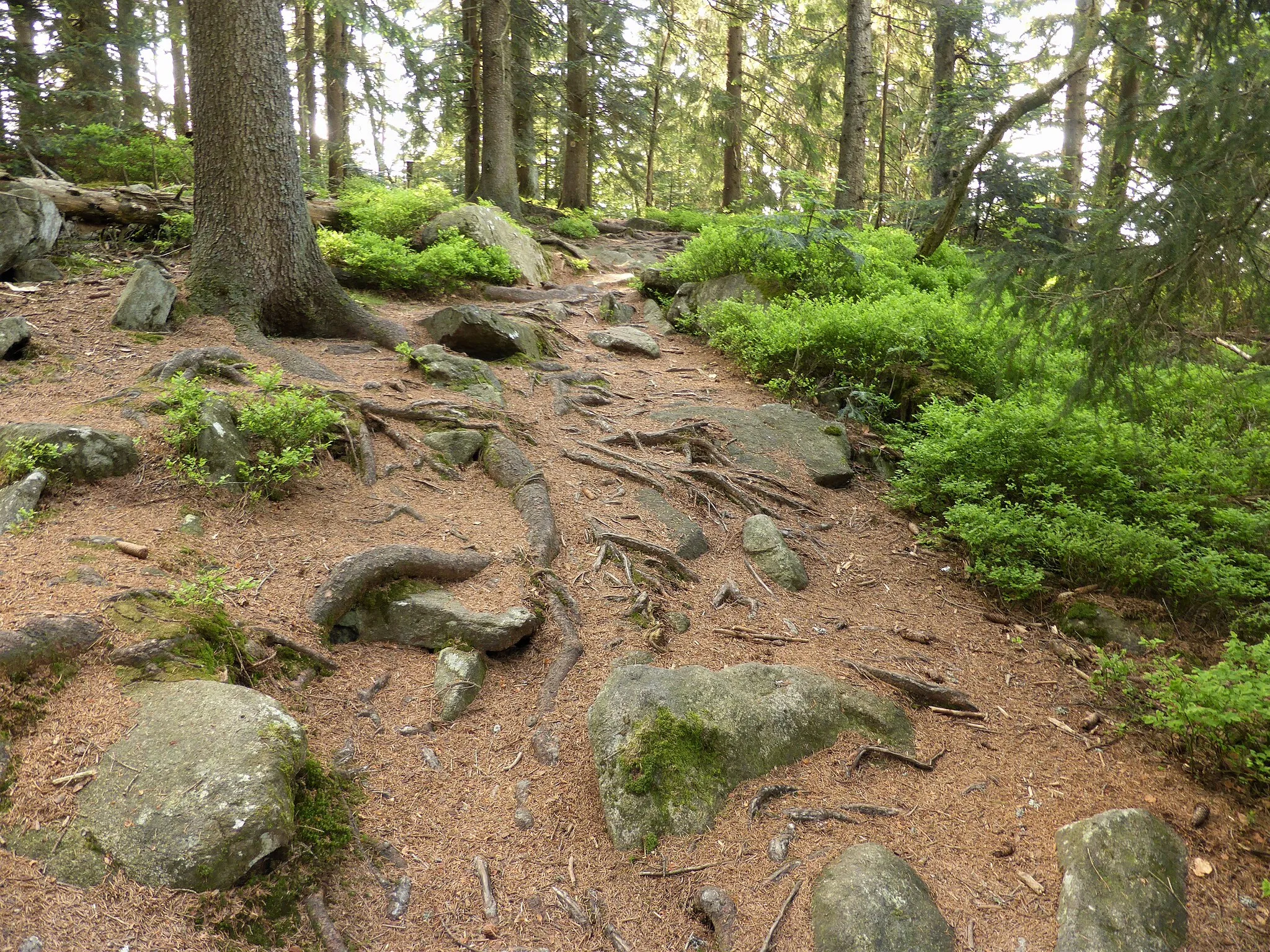 Photo showing: Typischer Untergrund im Bayerischen Wald - steinig und wurzelreich. Die Fichten sind Flachwurzler und überziehen Wanderwege, wie hier im Anstieg zur "Käsplatte" im Landkreis Straubing-Bogen. Der Weg ist von Heidelbeer-Sträuchern gesäumt.