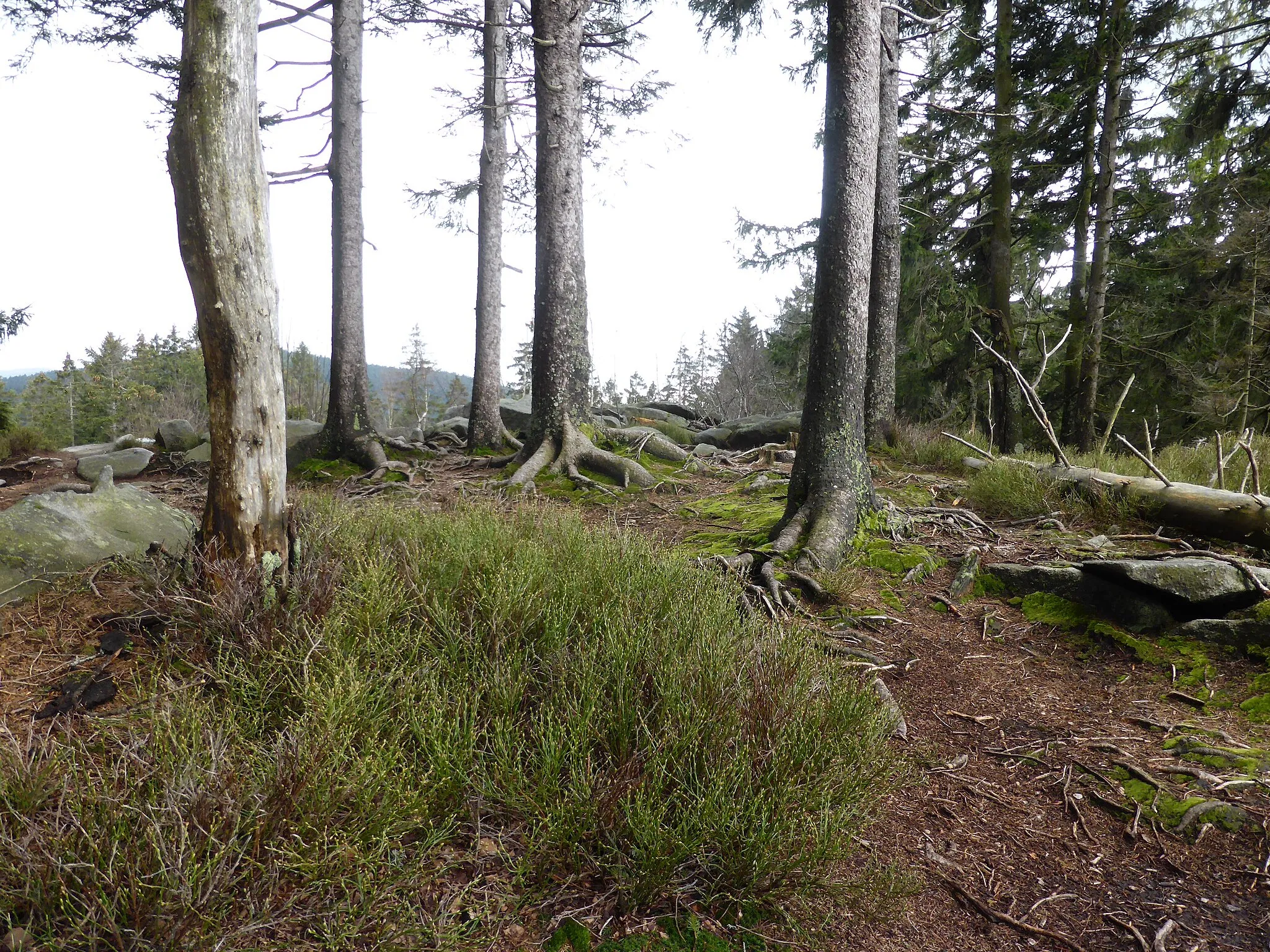 Photo showing: Die Käsplatte ist ein Nachbarberg zum Pröller, nahe Hinterwies (Gemeinde St. Englmar).
Die Käsplatte gehört aufgrund des Blockmeeres zu den Geotopen im Landkreis Straubing-Bogen. Der Gipfelbereich ist bewaldet und hat reichen Heidelbeerbewuchs. Im Hintergrund ist der Gipfel "Pröller" zu sehen.