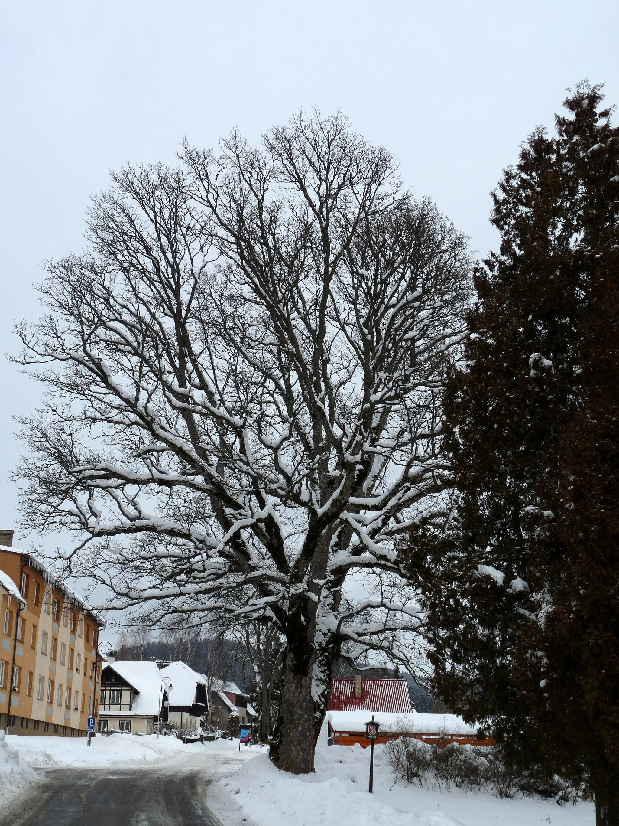 Photo showing: Famous maple tree in the municipality of Strážný, Prachatice District, Czech Republic.