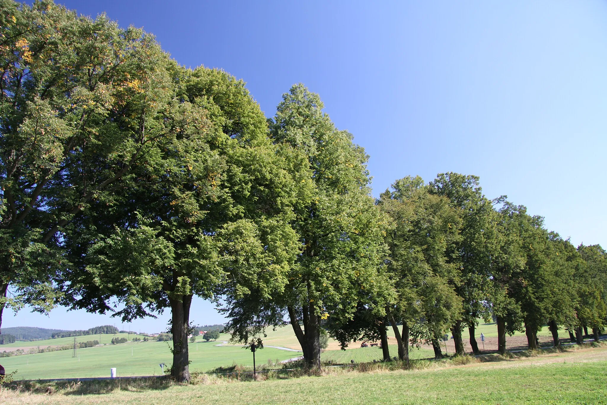 Photo showing: Protected trees Alej v Buku near Buk village in Prachatice District, Czech Republic