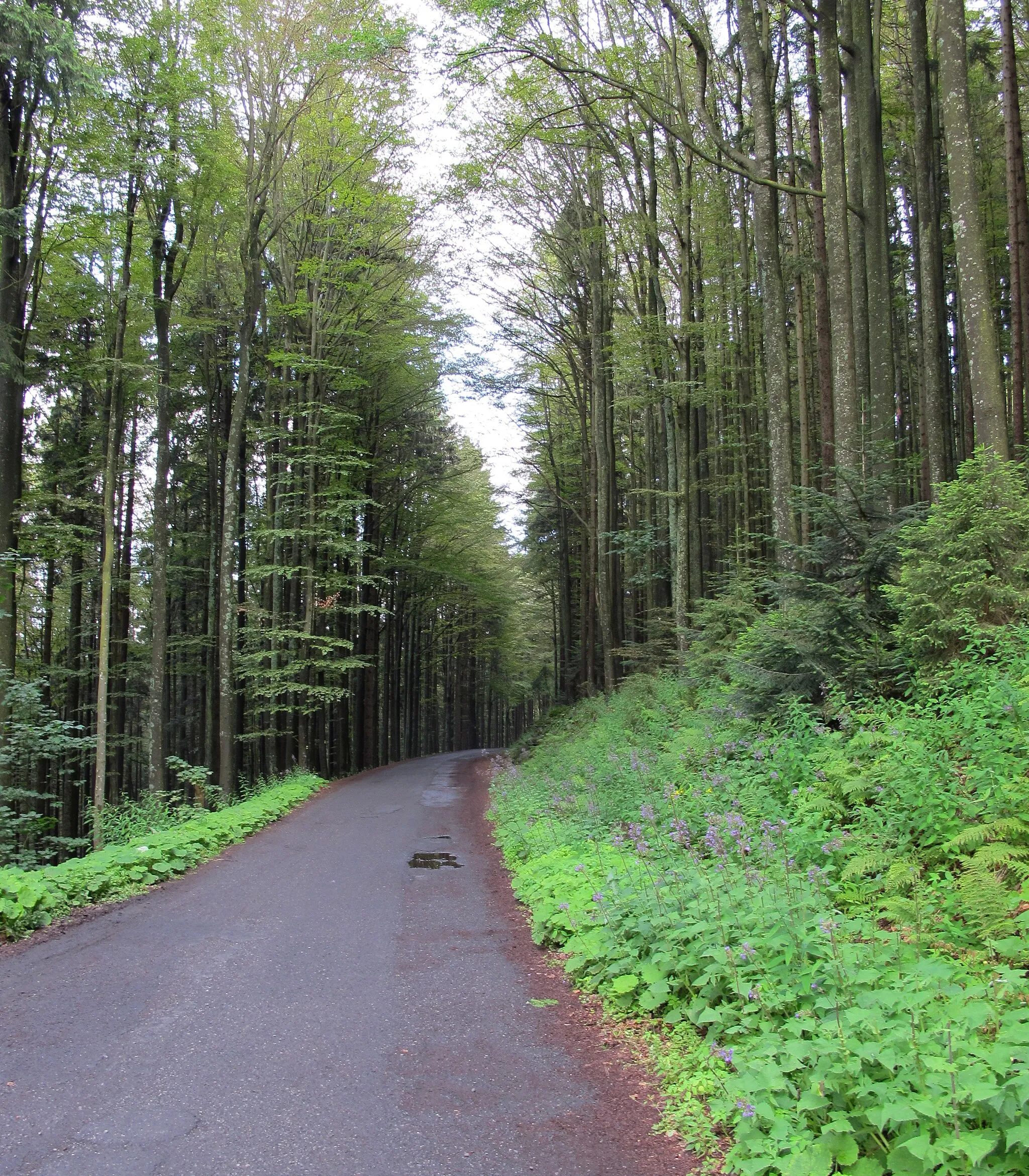 Photo showing: Path between Černé jezero (Black Lake) and Špičák in Landscape Park Šumava, near Železná Ruda in Klatovy District