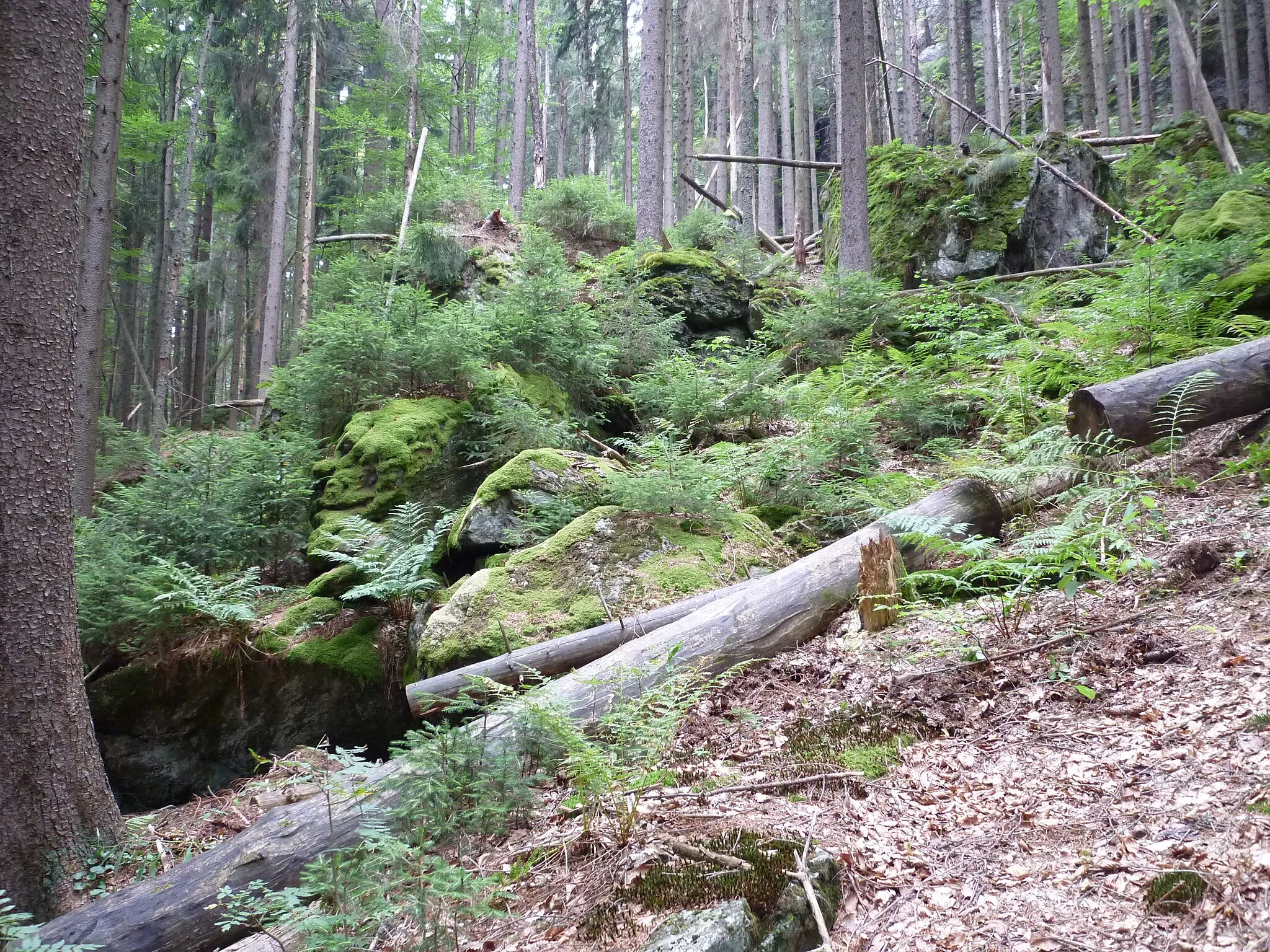 Photo showing: Typische Waldlandschaft am Kleinen Falkenstein im Nationalpark Bayerischer Wald.