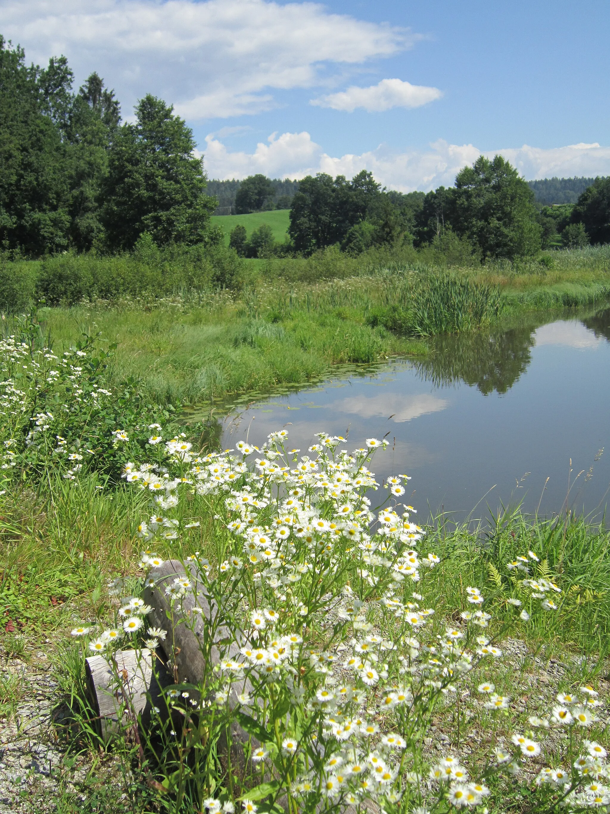 Photo showing: Der Weiher der Kollnbergmühle im Norden der Gemeinde Fürstenstein (Landkreis Passau / Niederbayern) ist der älteste Mühlenweiher Bayerns.