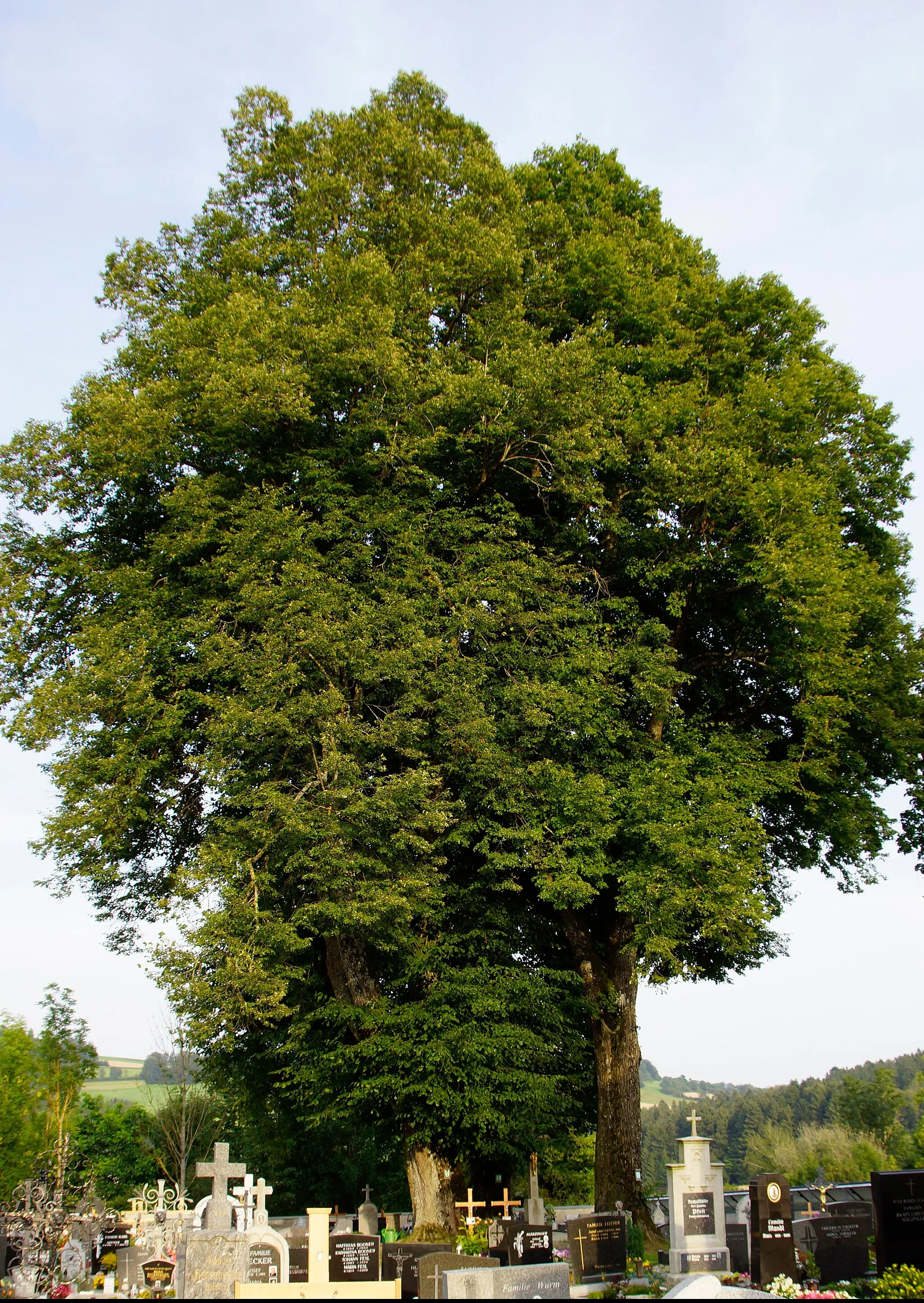 Photo showing: This media shows the natural monument in Upper Austria  with the ID nd330.