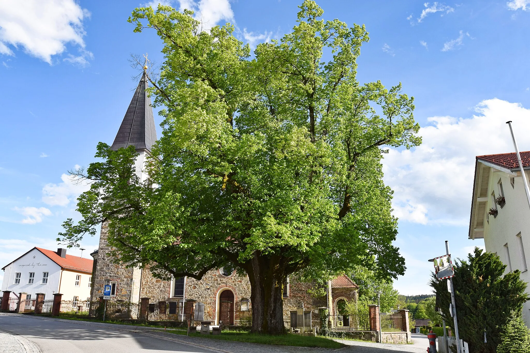 Photo showing: Winterlinde an der Hauptstraße durch Schaufling, im Hintergrund die Pfarrkirche "Vierzehn-Heilige-Nothelfer"