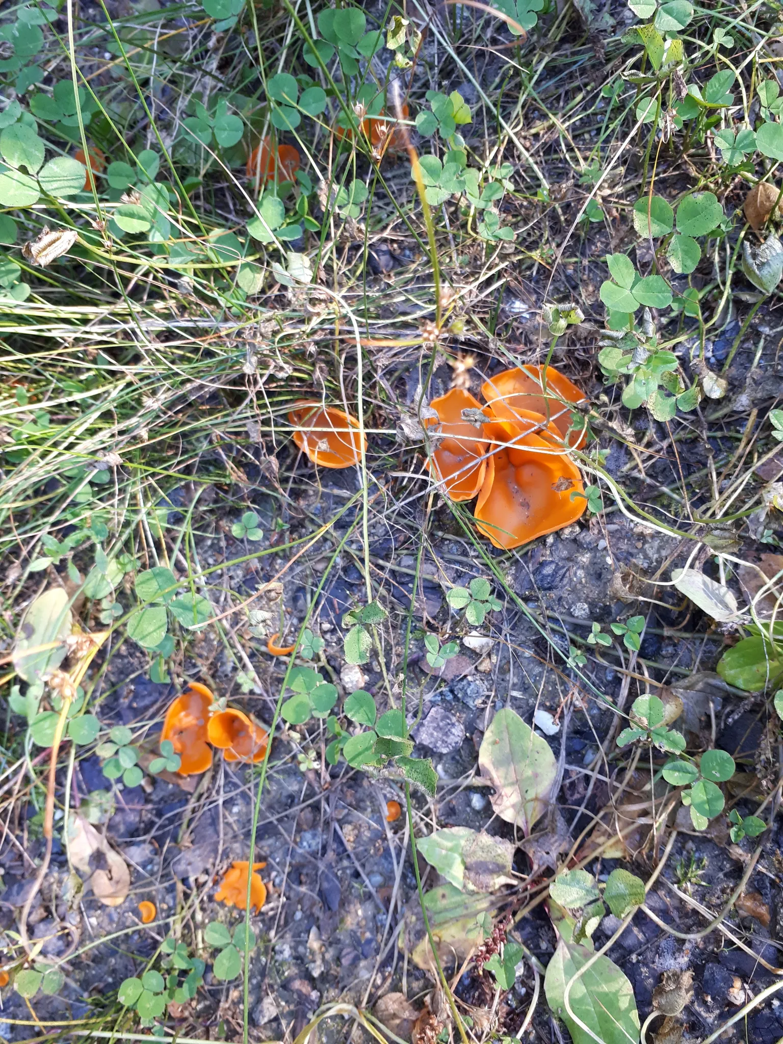 Photo showing: orange peel fungus (Aleuria aurantia)