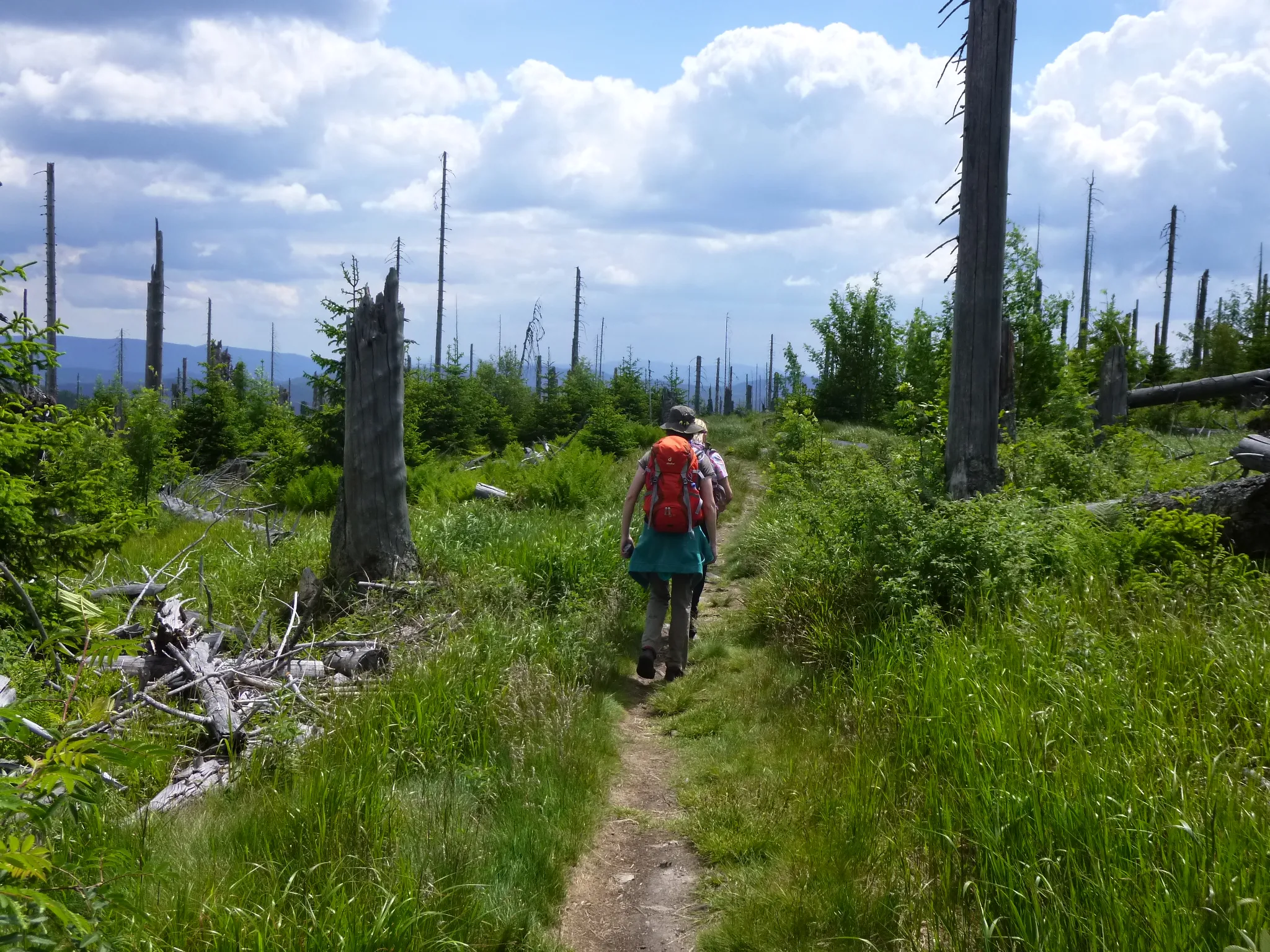 Photo showing: Wanderweg zum Siebensteinkopf im Nationalpark Bayerischer Wald; unweit des Grenzübergangs zum Nationalpark Sumava/Tschechien.