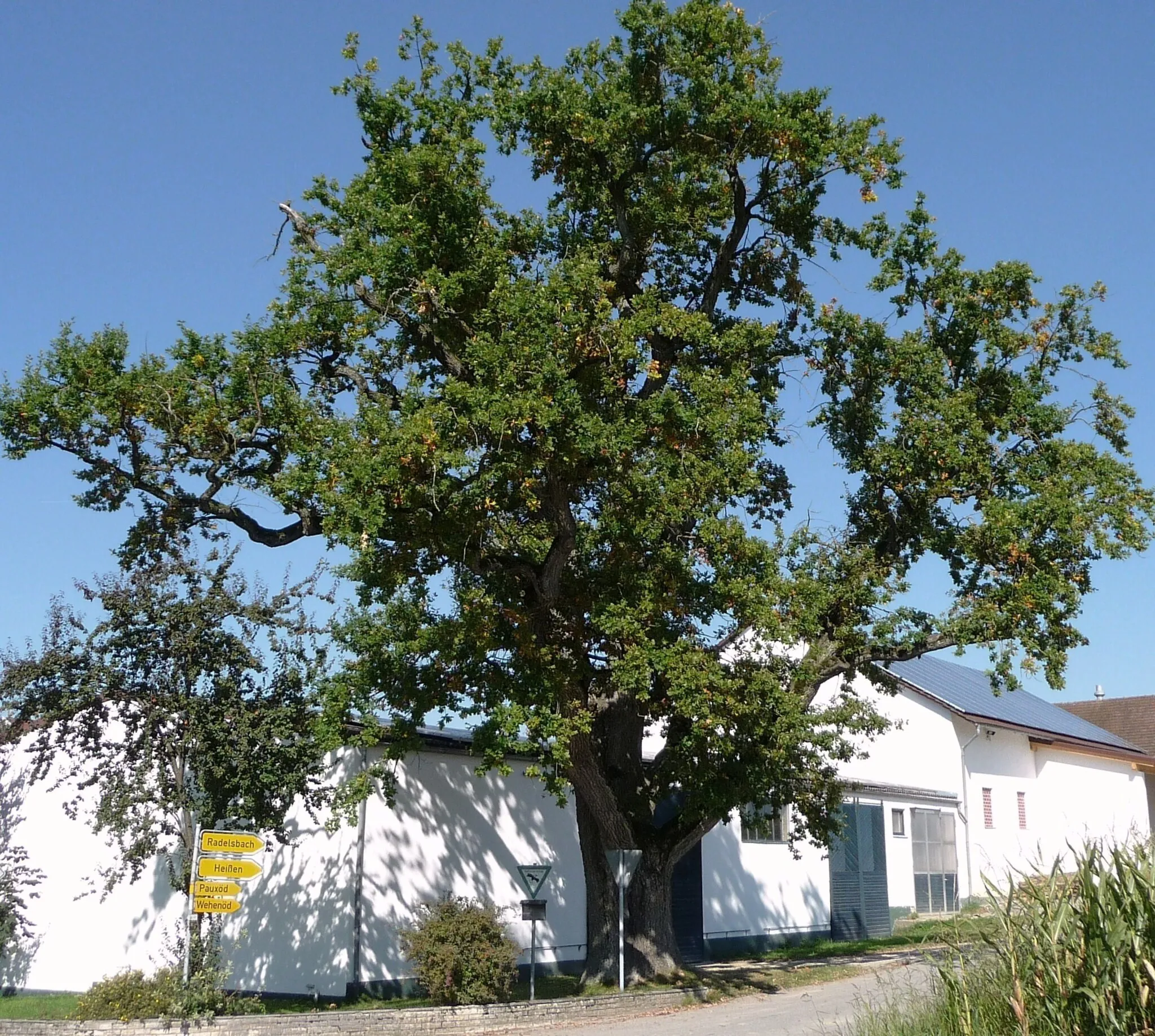 Photo showing: Naturdenkmal Eiche in Neukirchen. Landschaftsprägender Einzelbaum
Alter über 200 Jahre