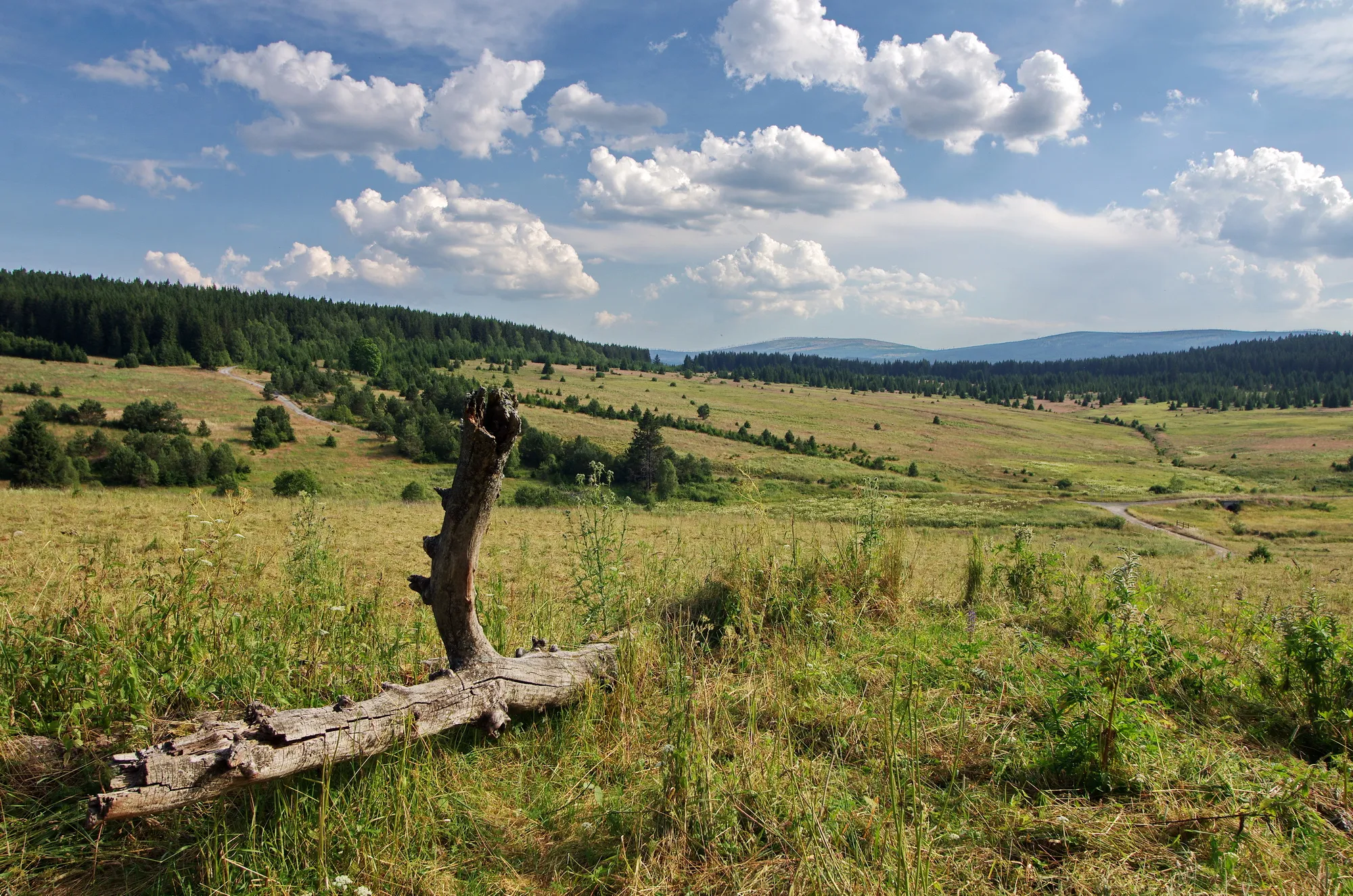 Photo showing: Přírodní rezervace Zhůřská hnízdiště, okres Klatovy