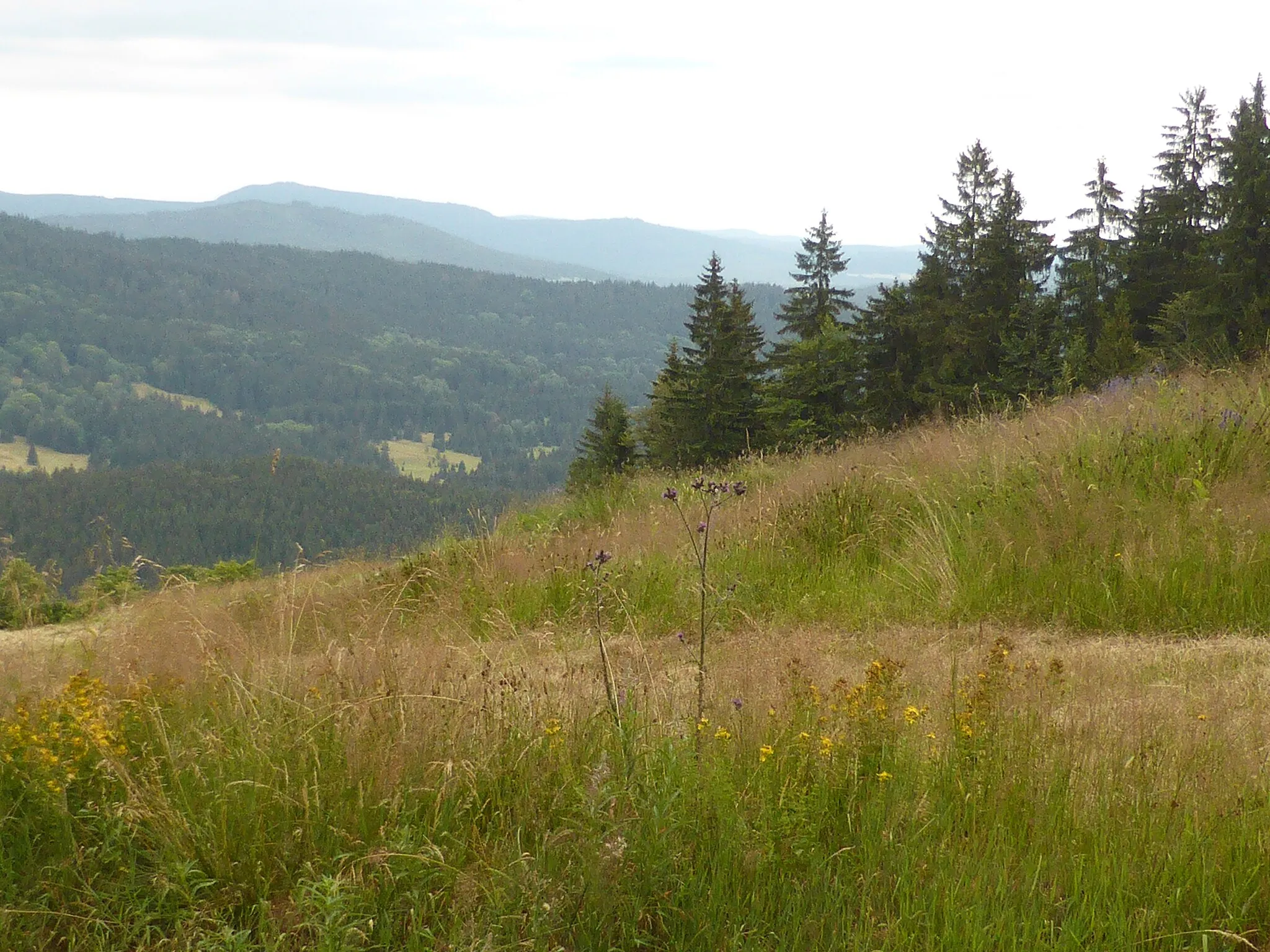 Photo showing: Sommerliche Bergwiese am 1.139 m hohen Almberg, Gemeinde Philippsreut.
Naturpark Bayerischer Wald.