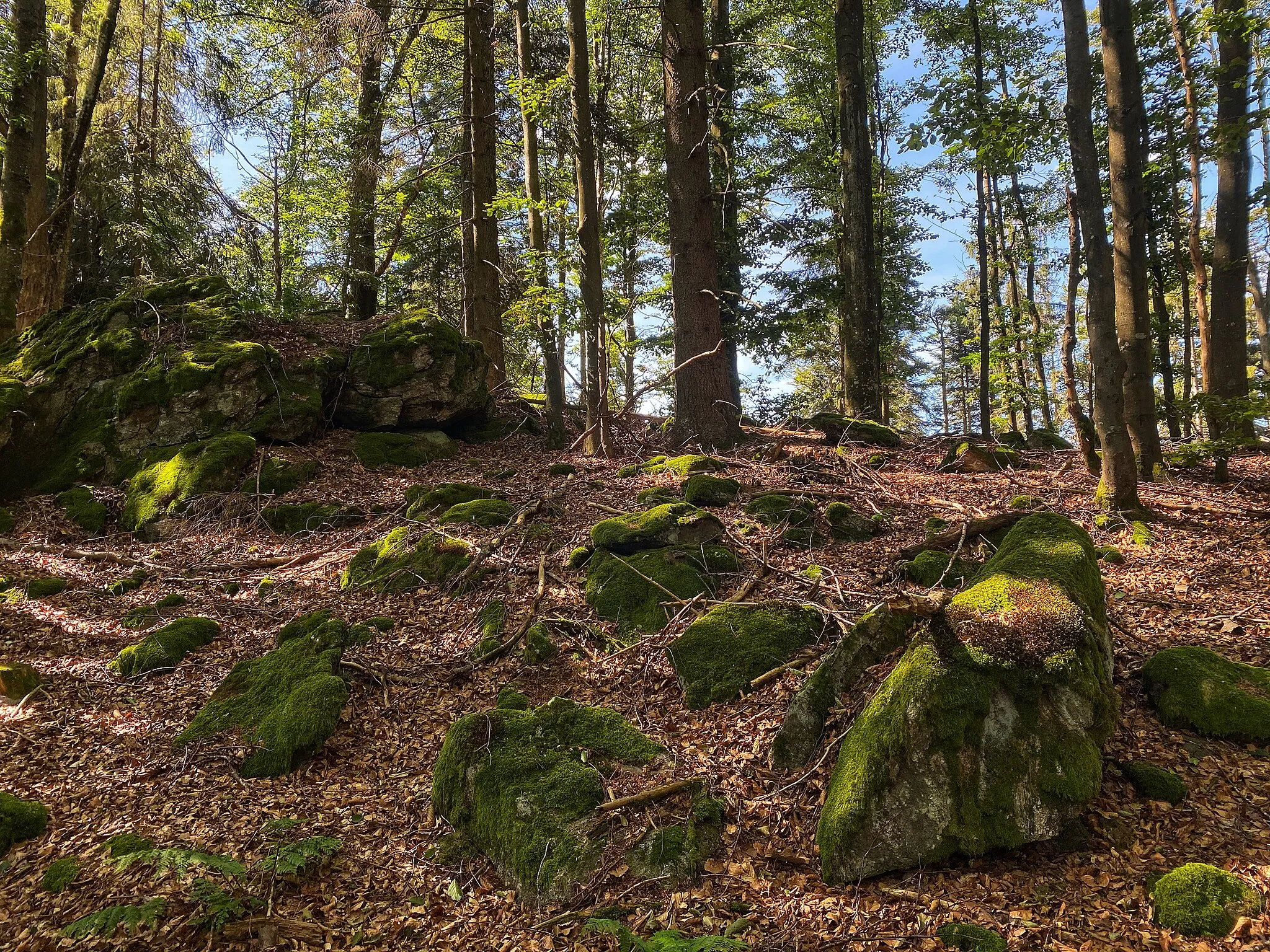 Photo showing: Forest near Wagensonnriegel, Bavaria, Germany