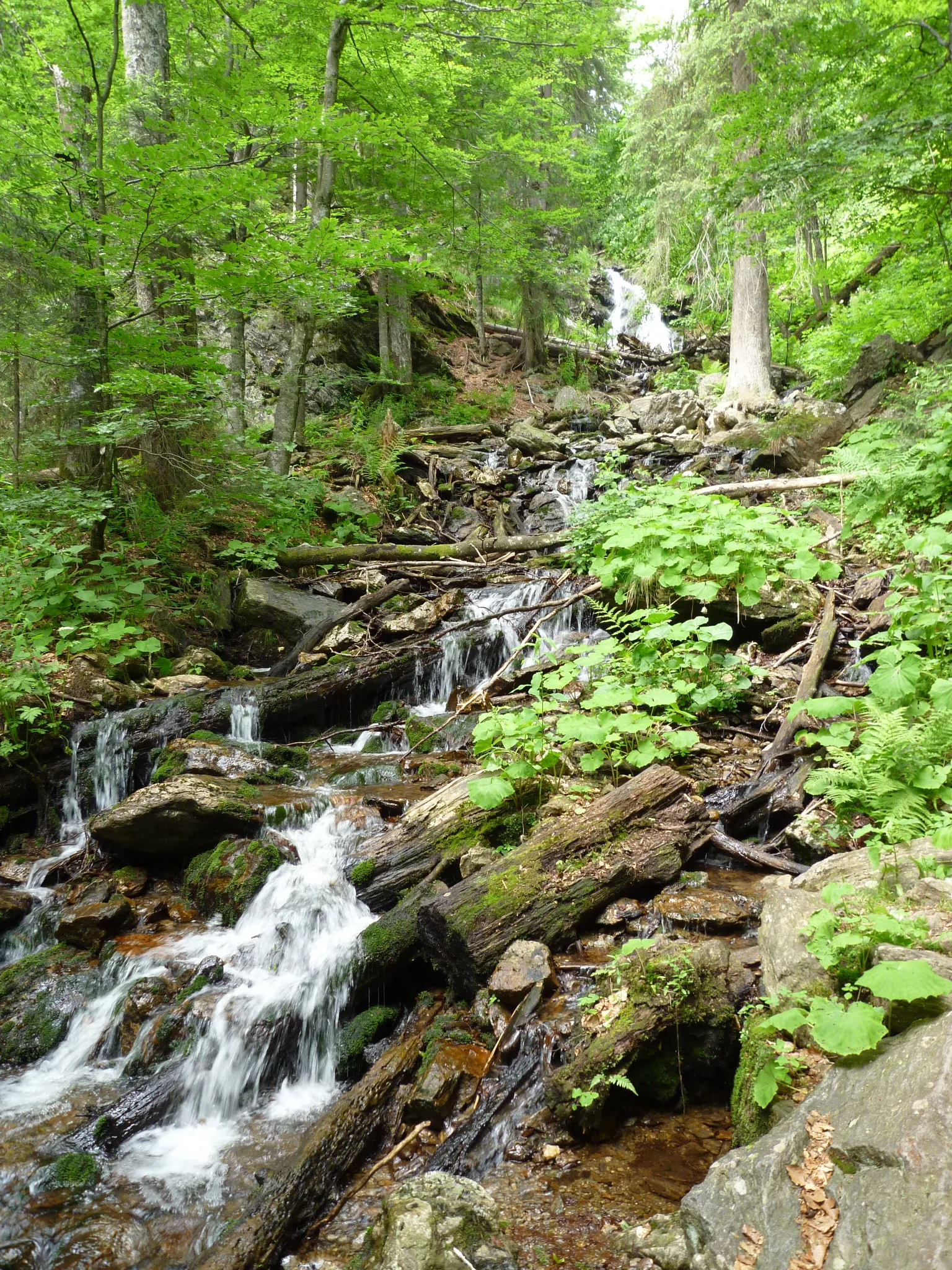 Photo showing: Das Höllbachgspreng ist eine gewaltige Urwaldregion, die man  auf dem Wanderweg vom Großen Falkenstein in Richtung Höllbachschwelle, einem ehemaligen Trifftweiher erleben kann. Der Wanderweg passiert den rauschenden Höllbach, der auf einer steinigen Furt zu überqueren ist.