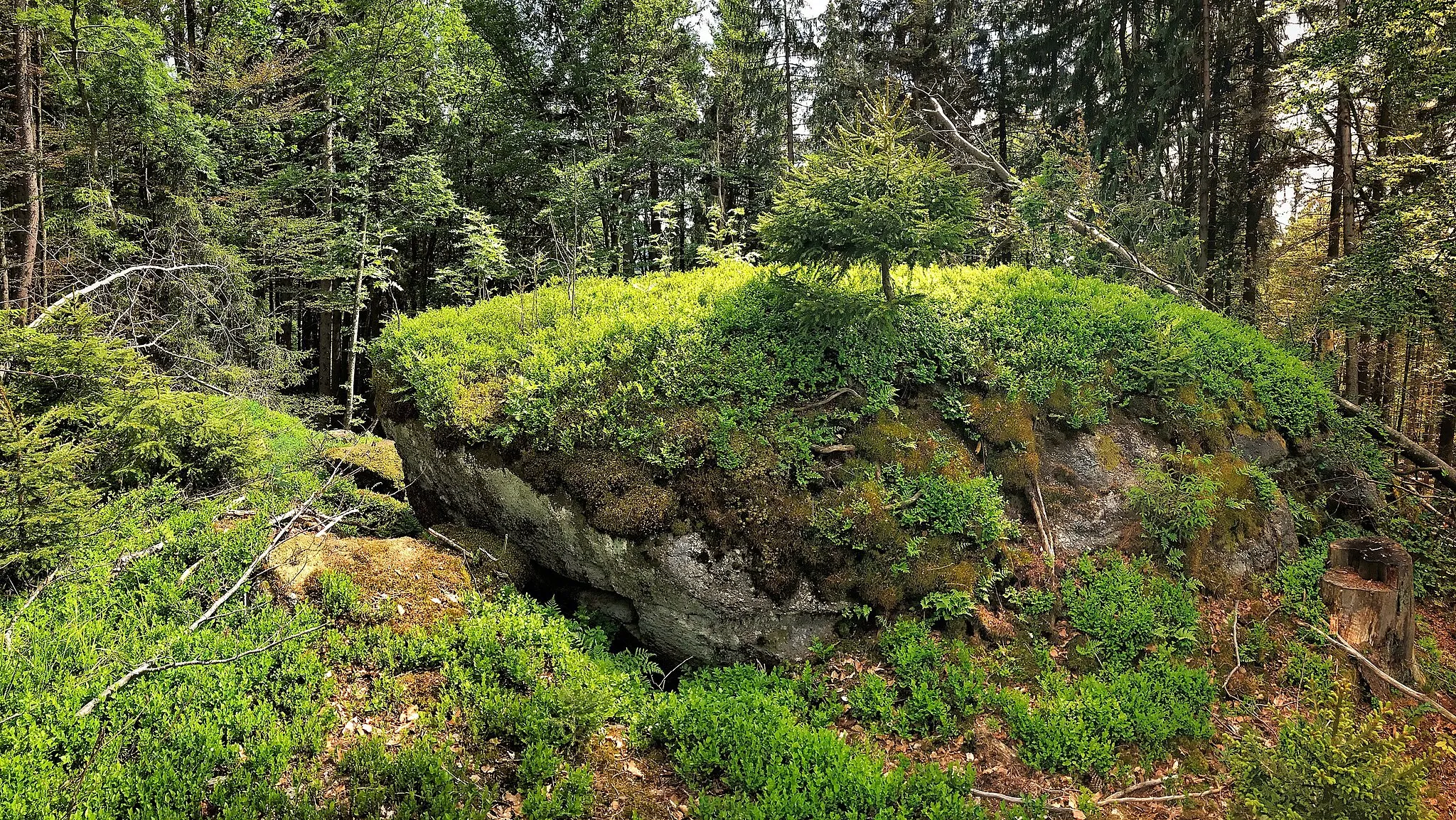 Photo showing: Vrcholová skalka na Poleckém vrchu (1120 m) na Šumavě