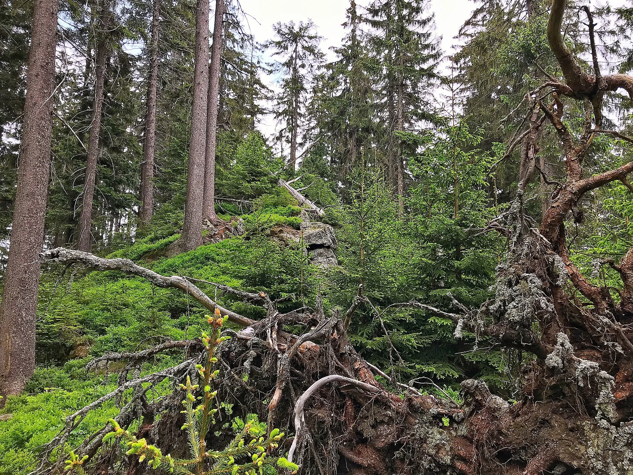 Photo showing: Sklanatý hřbet (1072 m) na Šumavě