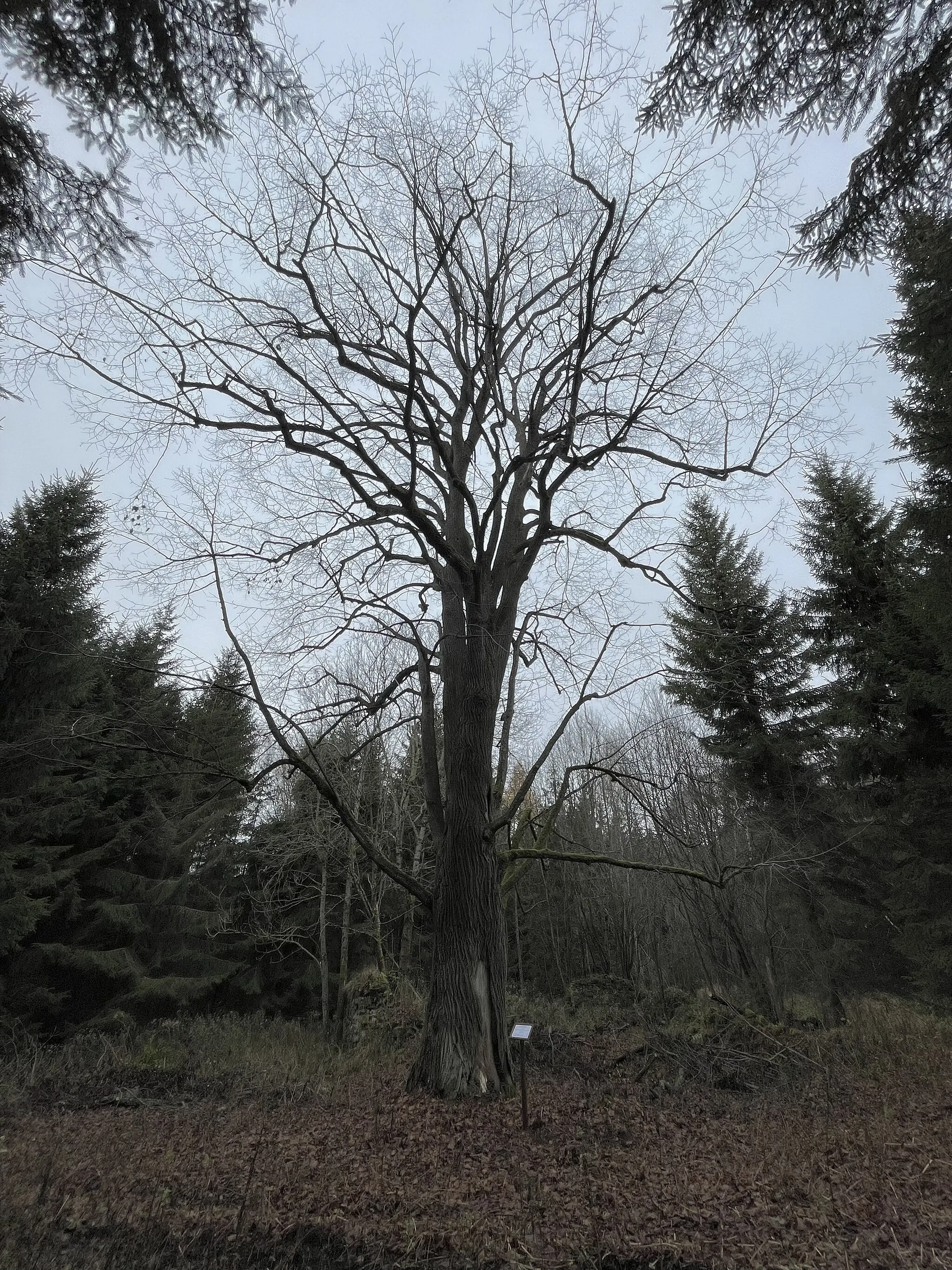 Photo showing: Památný strom na vrchu Chlum u obce Nezdice na Šumavě