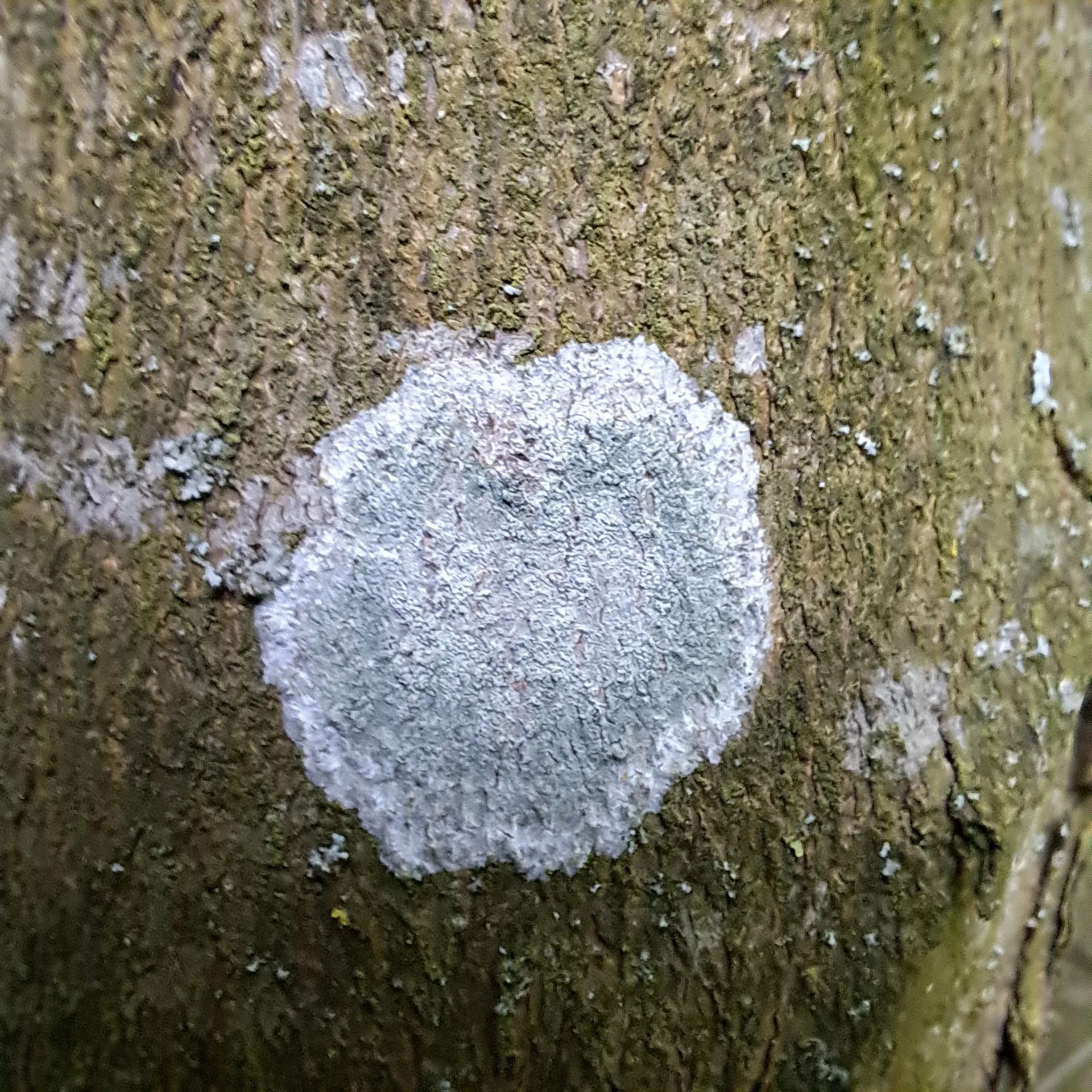 Photo showing: Whitewash Lichen (Phlyctis argena)
