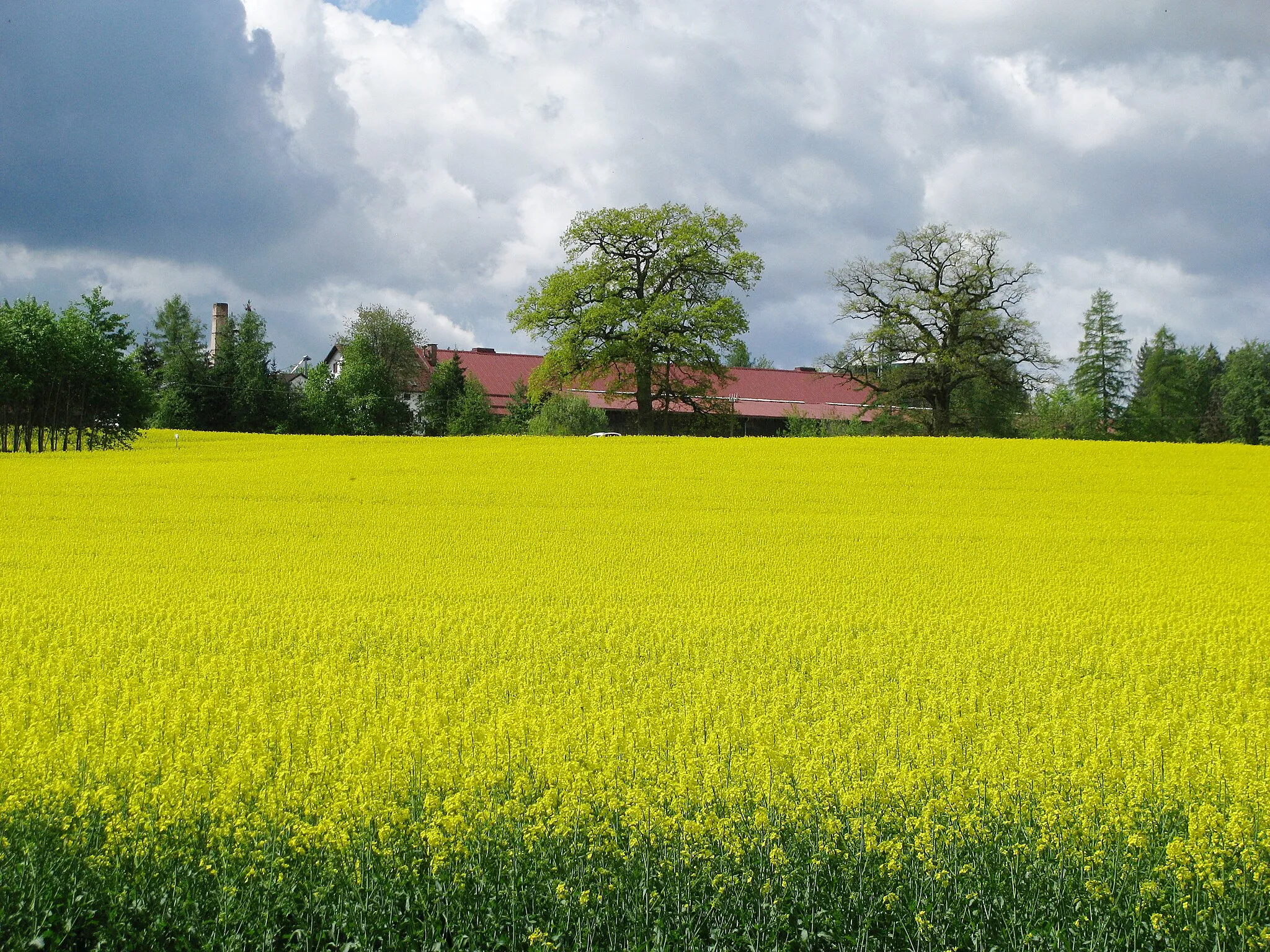 Photo showing: Rapsfeld bei der Ortschaft Schwaige, Starnberg