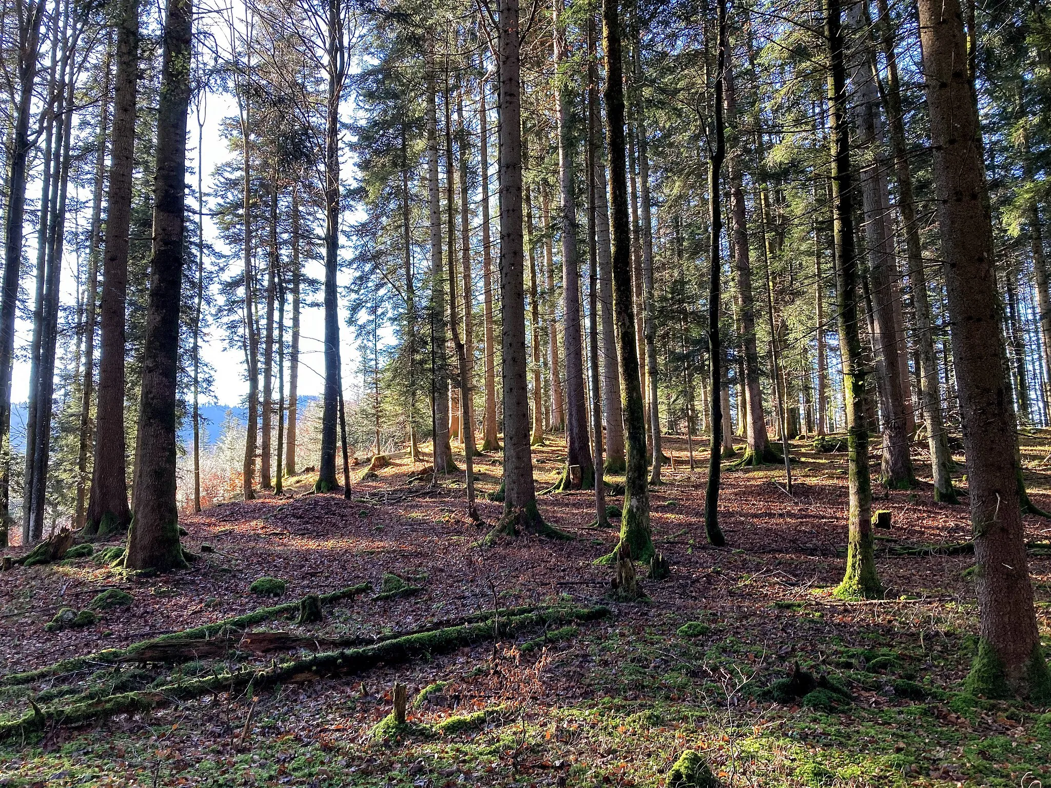 Photo showing: Langeneck (Mangfallgebirge), Bavaria