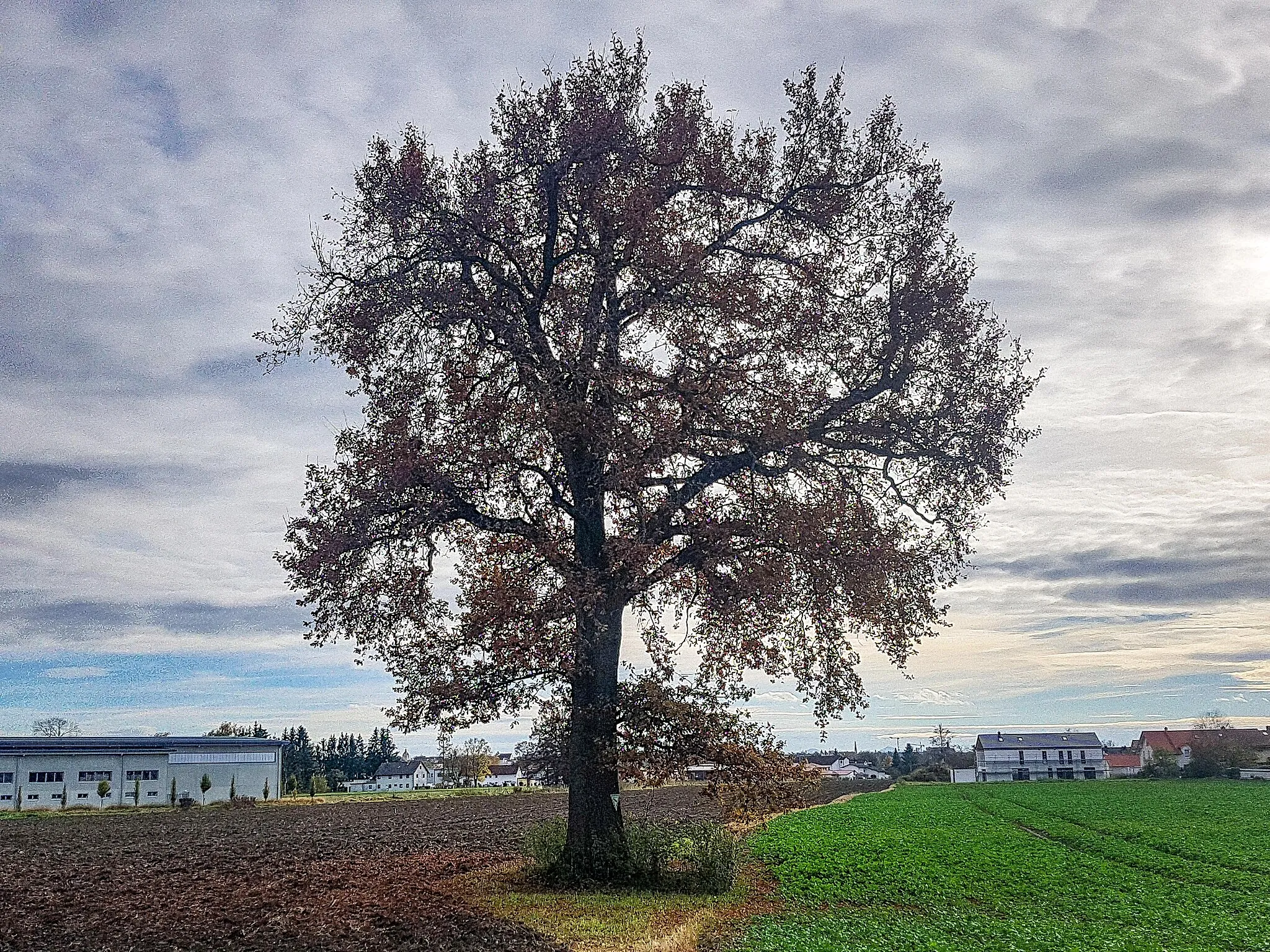 Photo showing: Stieleiche Eisenfelden