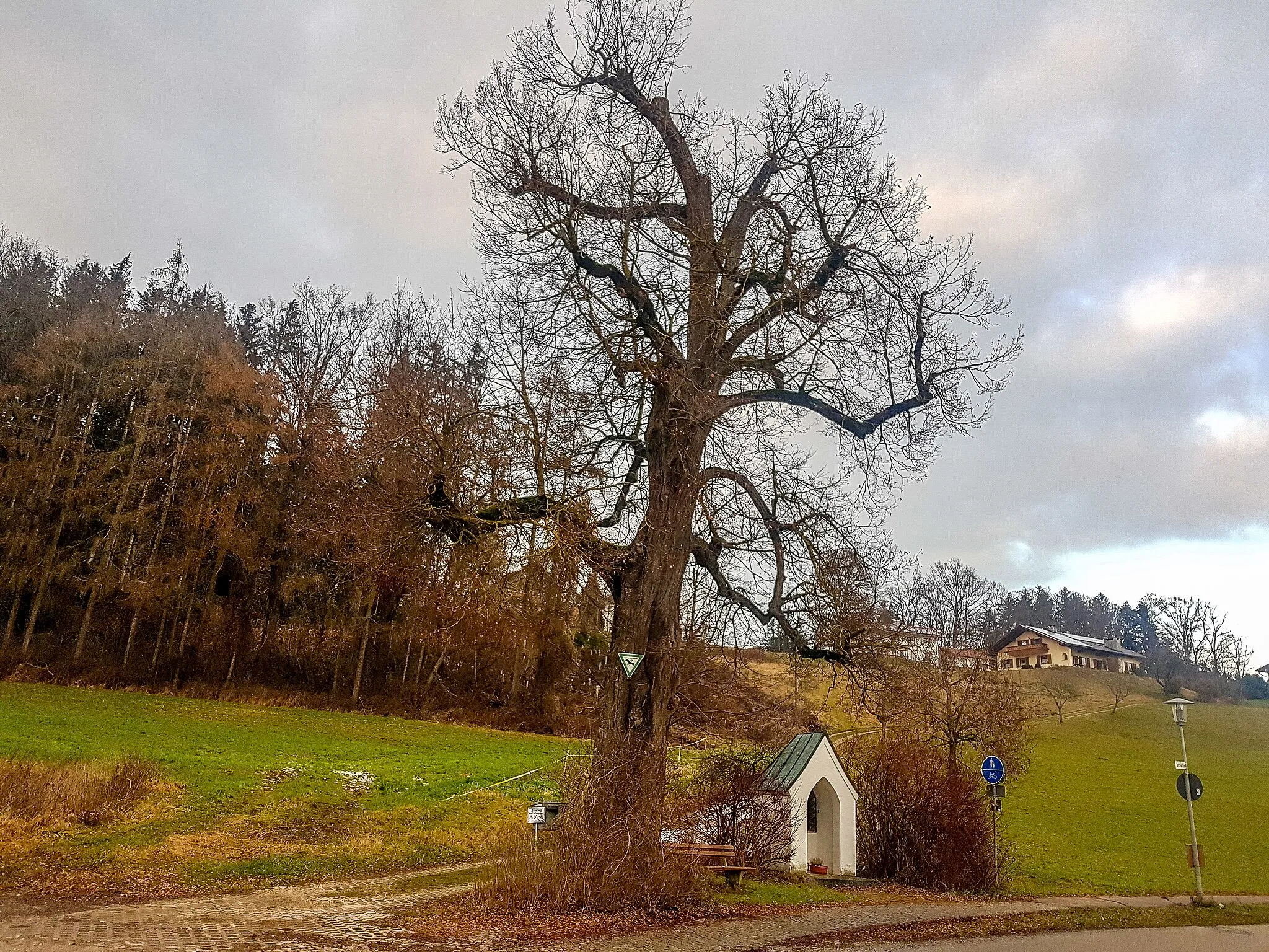 Photo showing: ND Kapellenlinde am Weg nach Eicheck